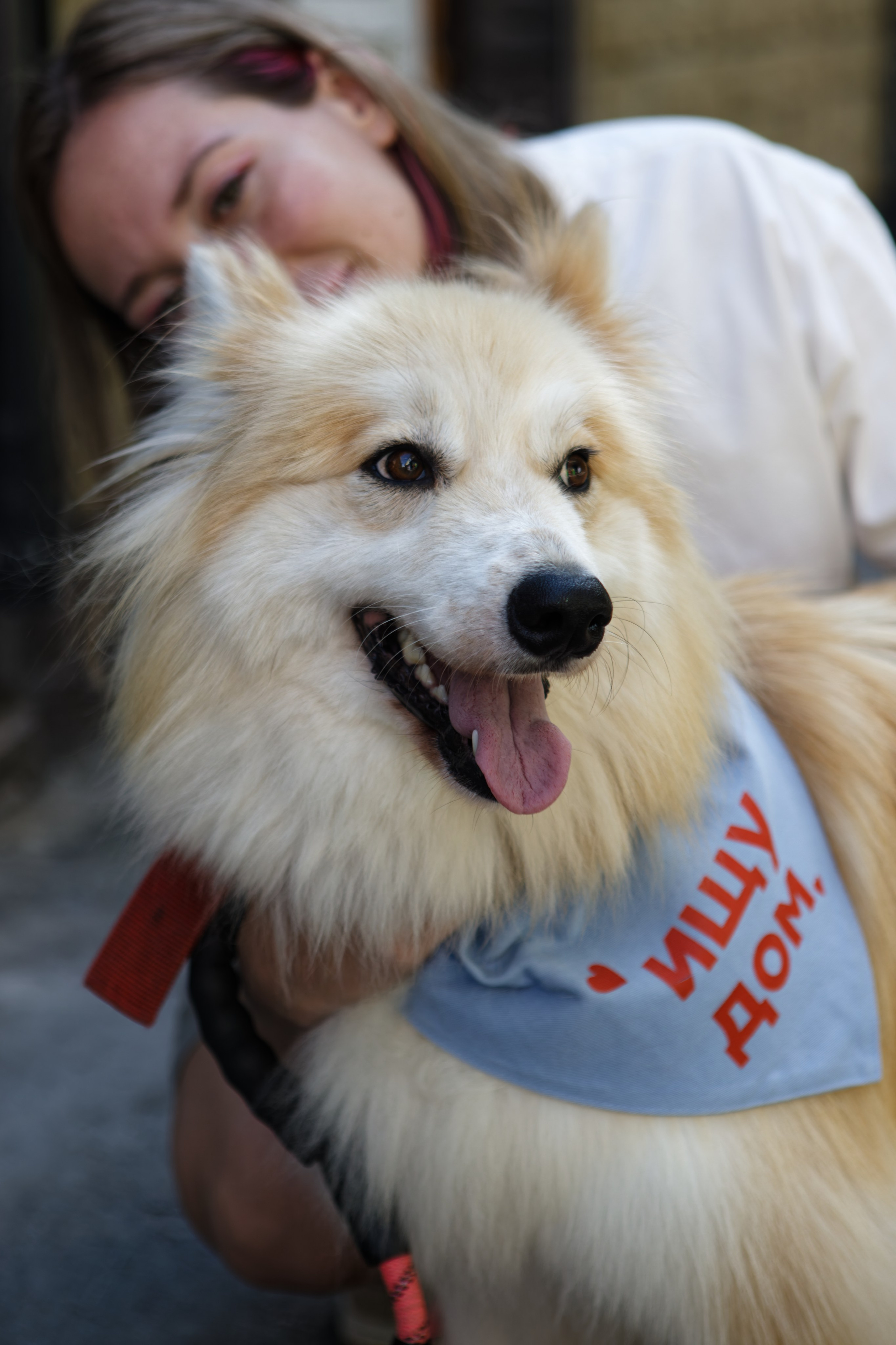 Вечеринка для собак Oh my dog 20.07.2025. Репортажный и спортивный фотограф в г. Пермь Зильберг Павел