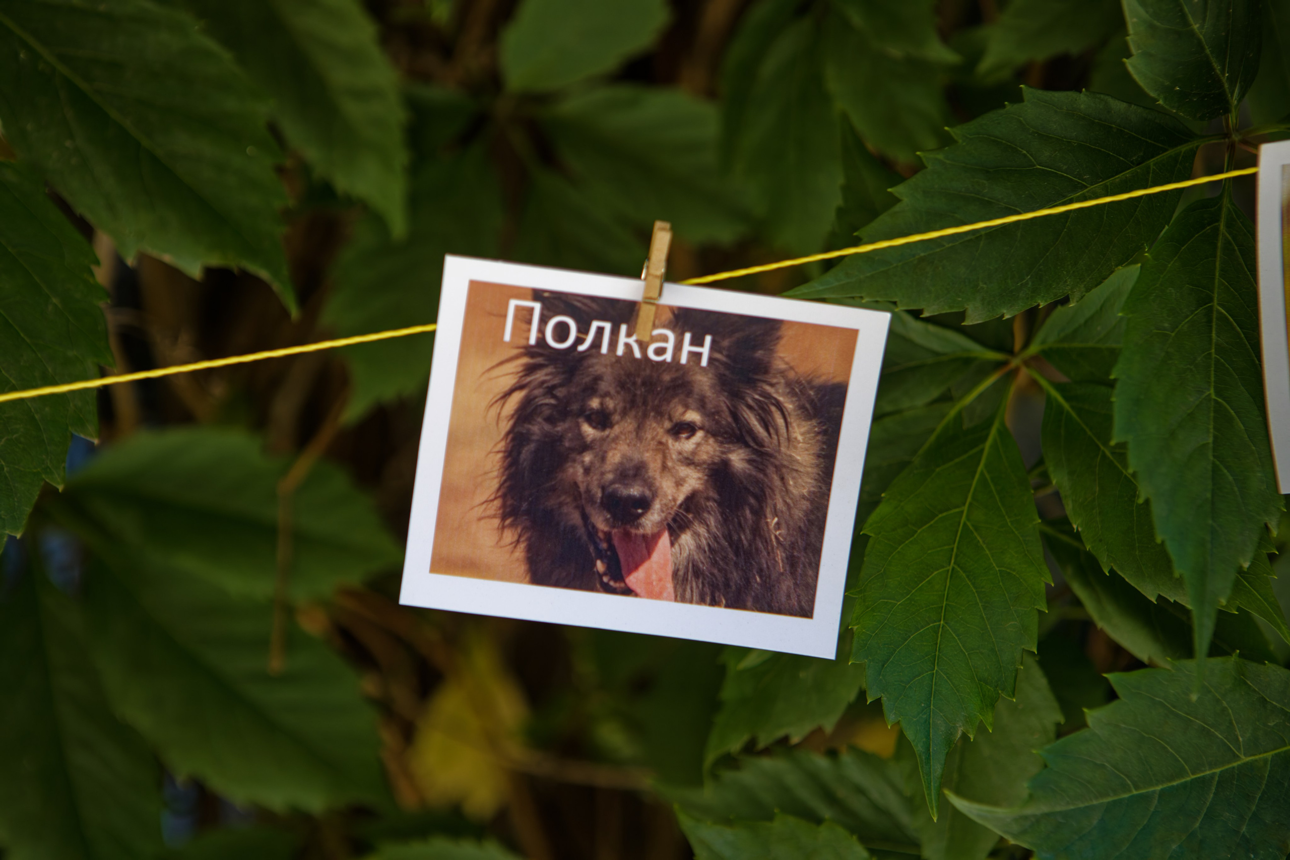 Вечеринка для собак Oh my dog 20.07.2025. Репортажный и спортивный фотограф в г. Пермь Зильберг Павел