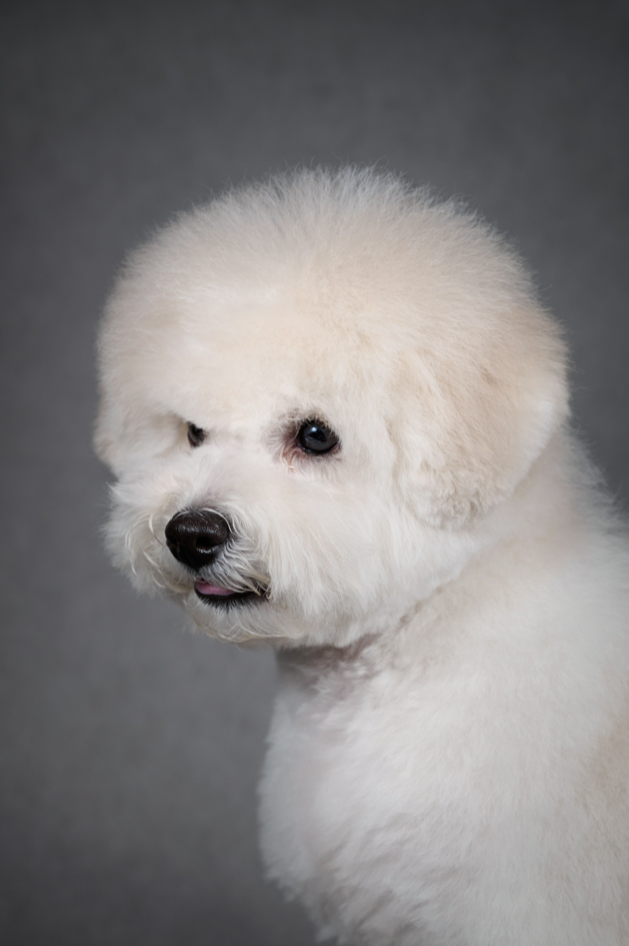 Щенки в домашней студии. Фотограф анималист в Казани Алина Сулейманова. Фотограф животных