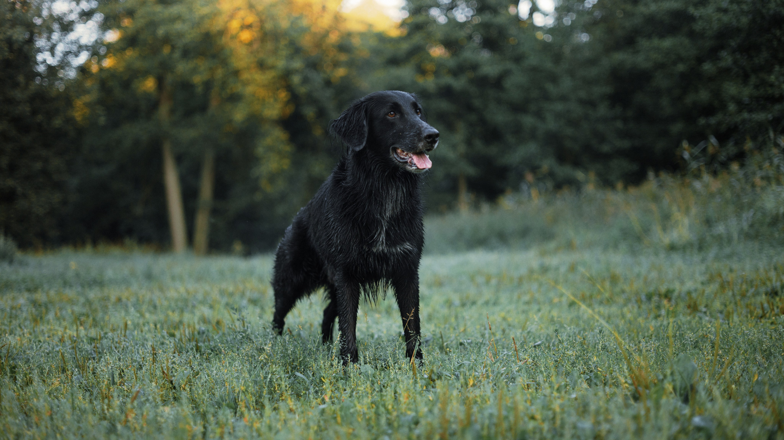 Лиза и Коди. Фотограф-анималист Богданова Полина