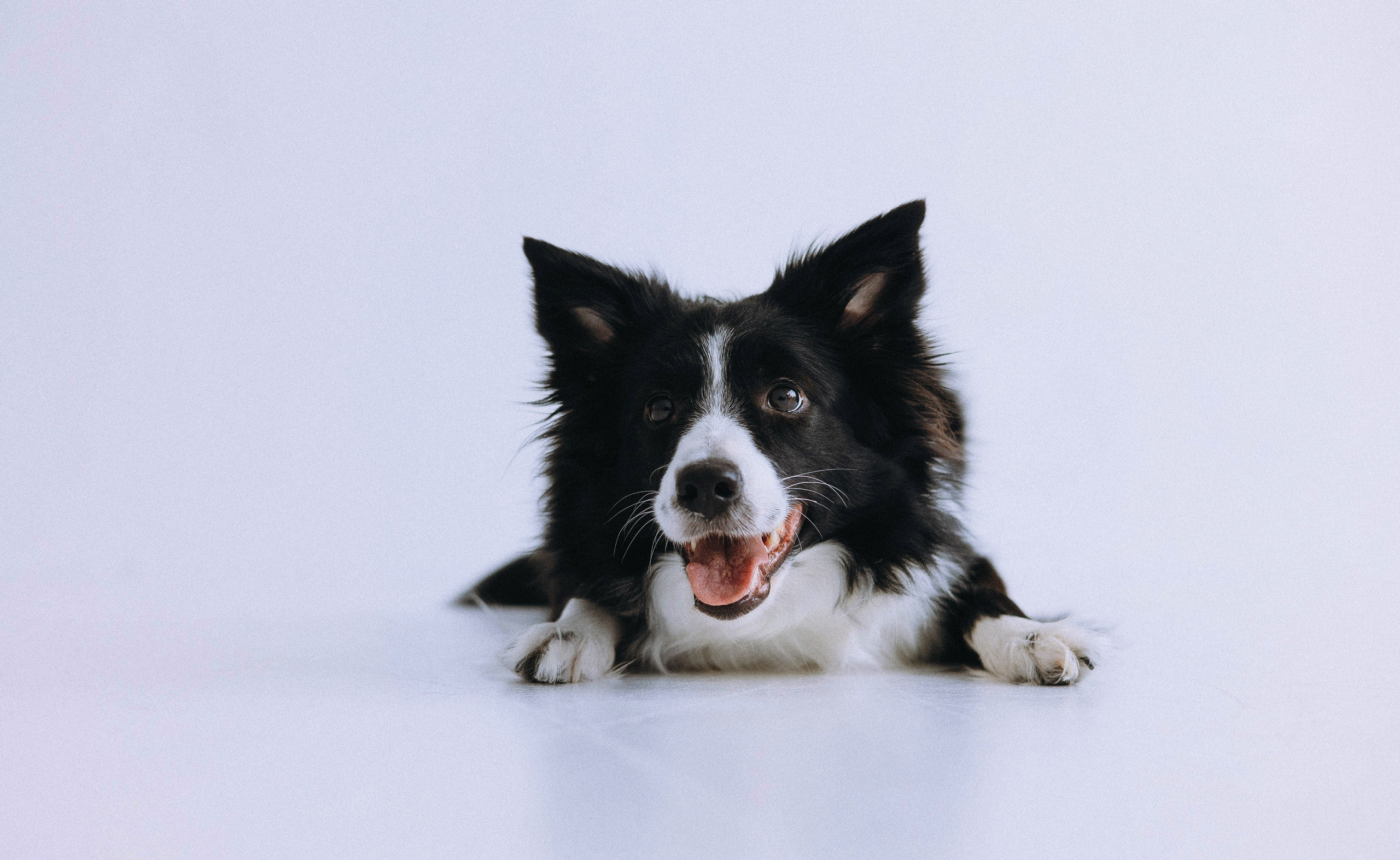 Катя и Райли. Фотограф-анималист Богданова Полина