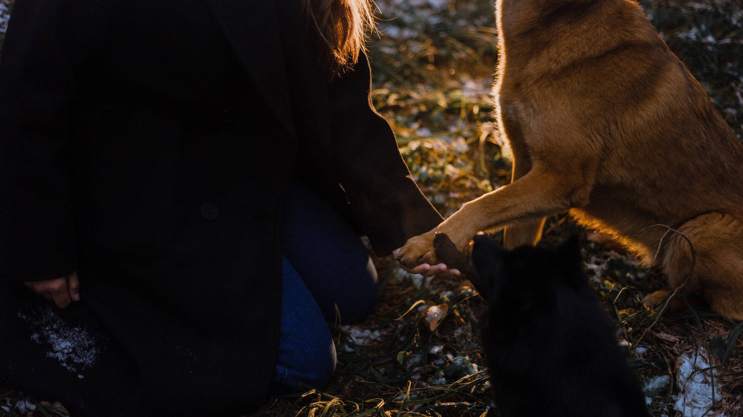 Юля, Лара и Йоми. Фотограф-анималист Богданова Полина