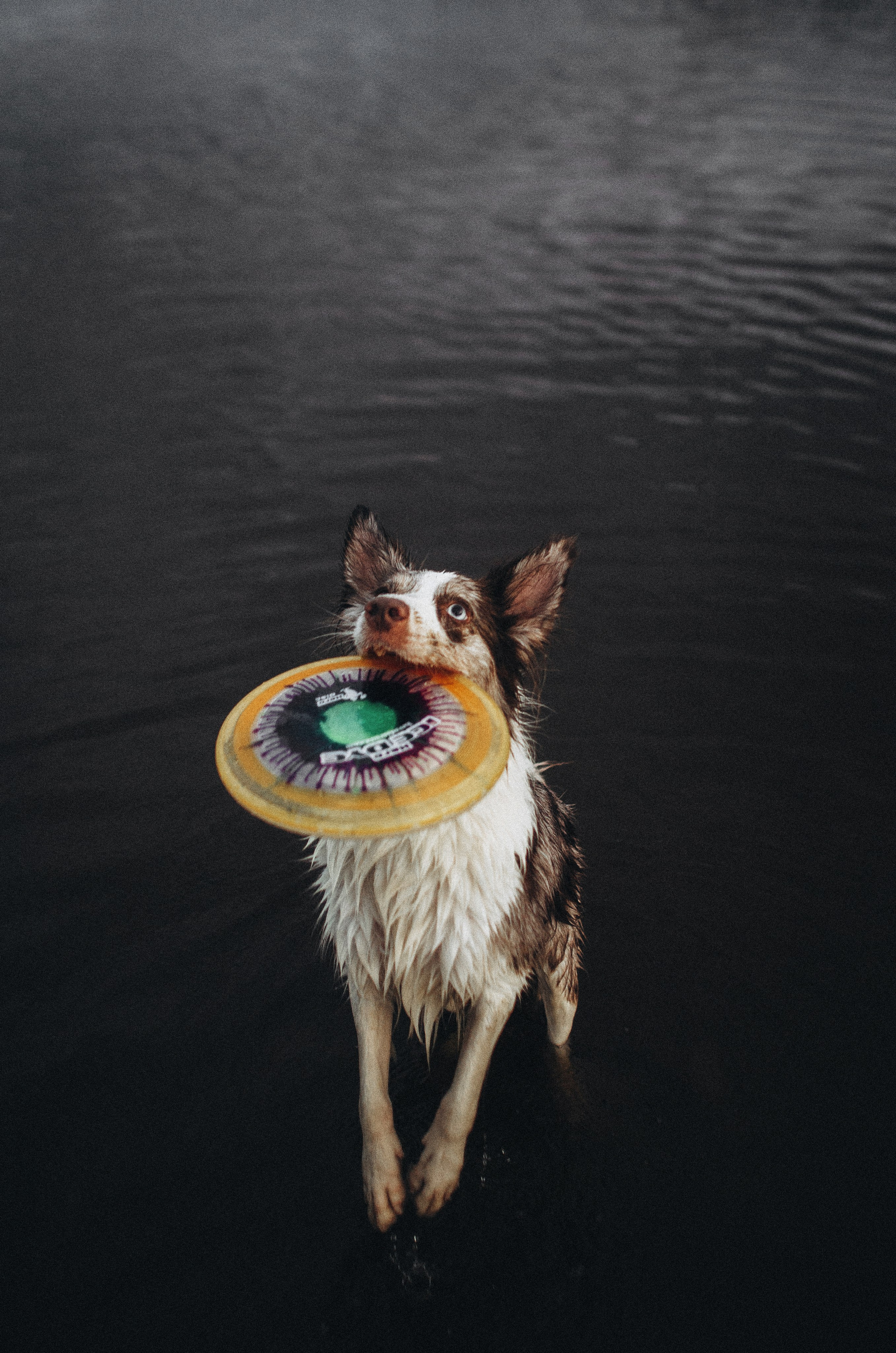 Алина и Бруна. Фотограф-анималист Богданова Полина