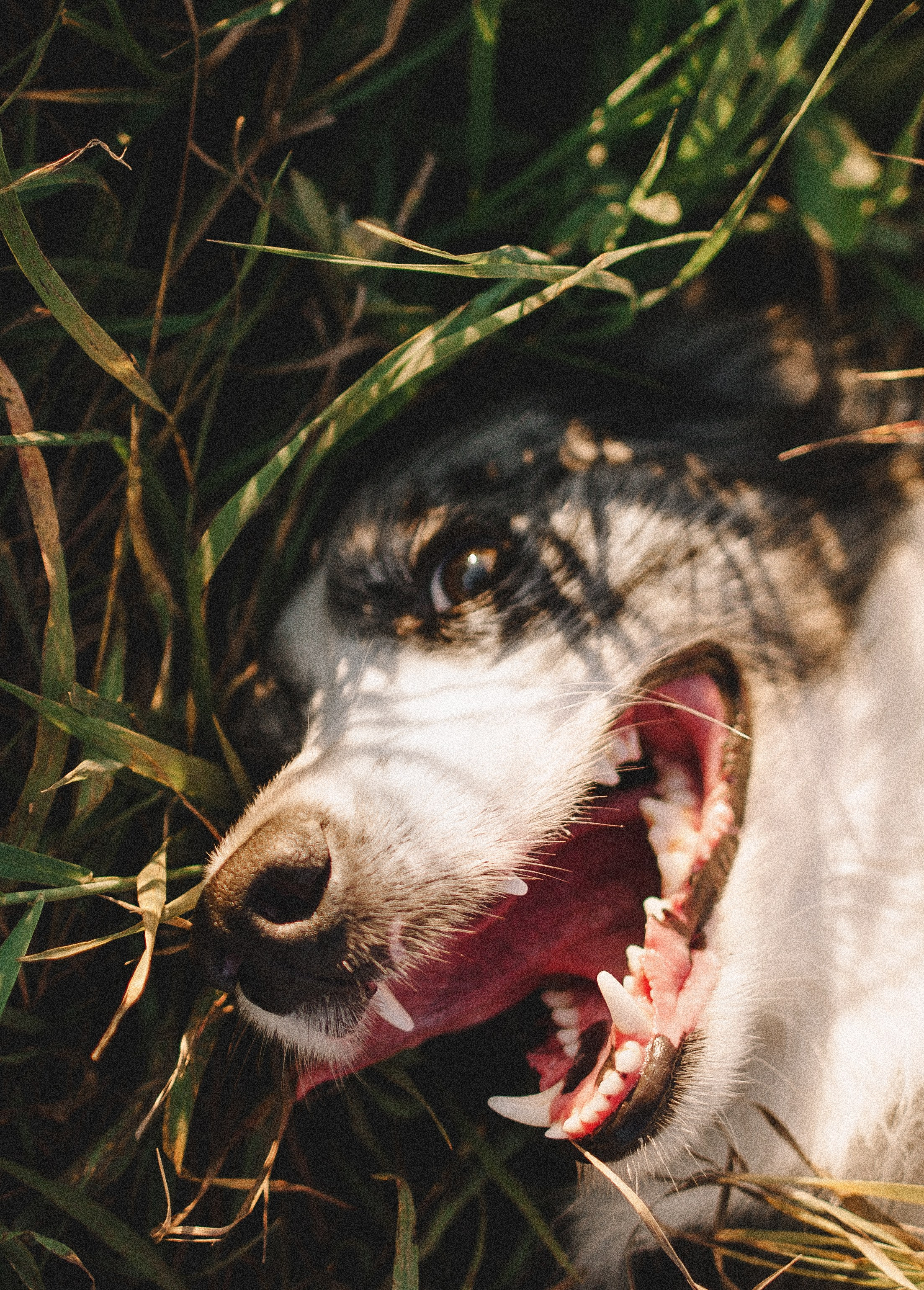 Таня и Бриллиант. Фотограф-анималист Богданова Полина