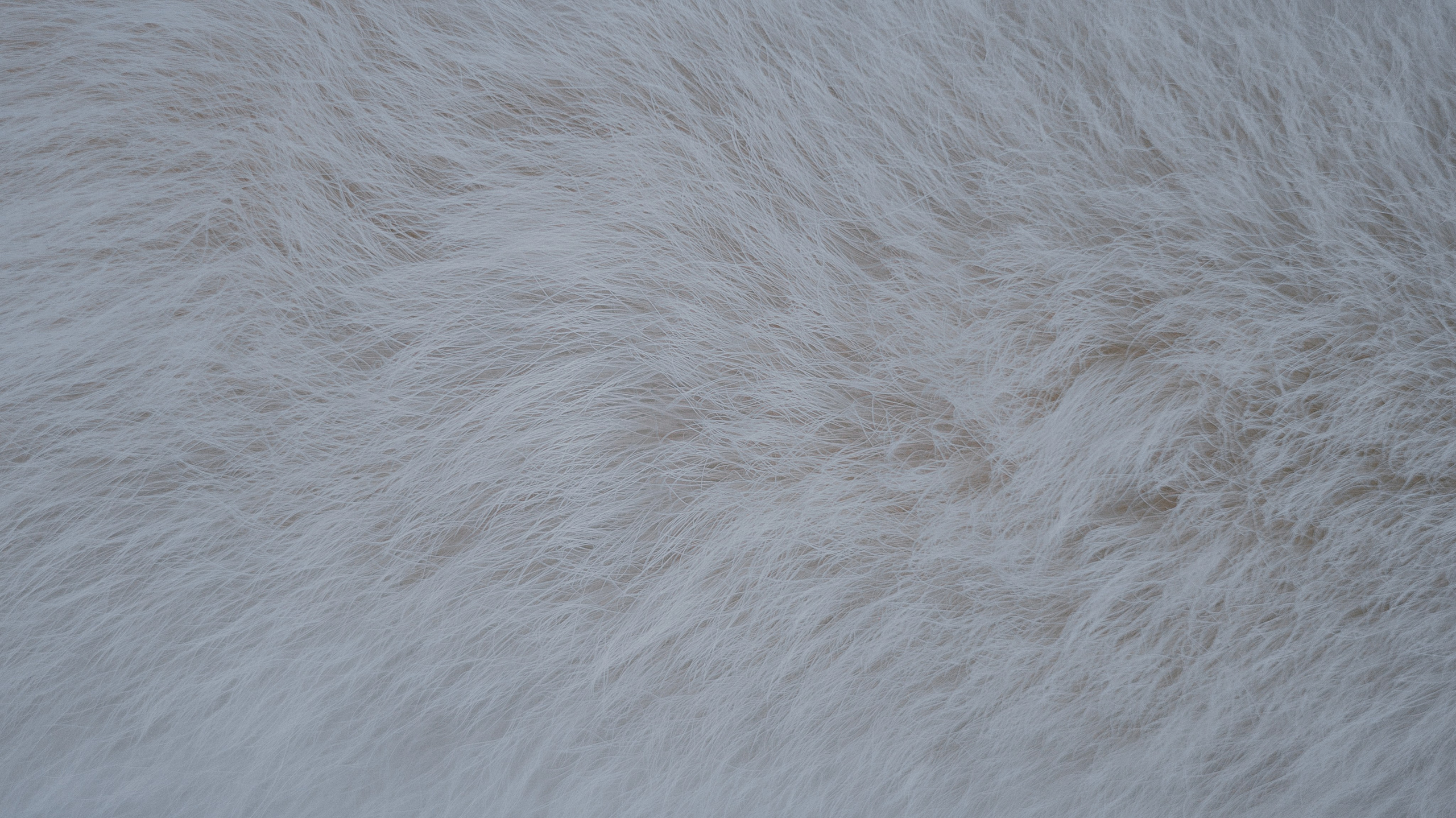 Вика и Уля. Фотограф-анималист Богданова Полина