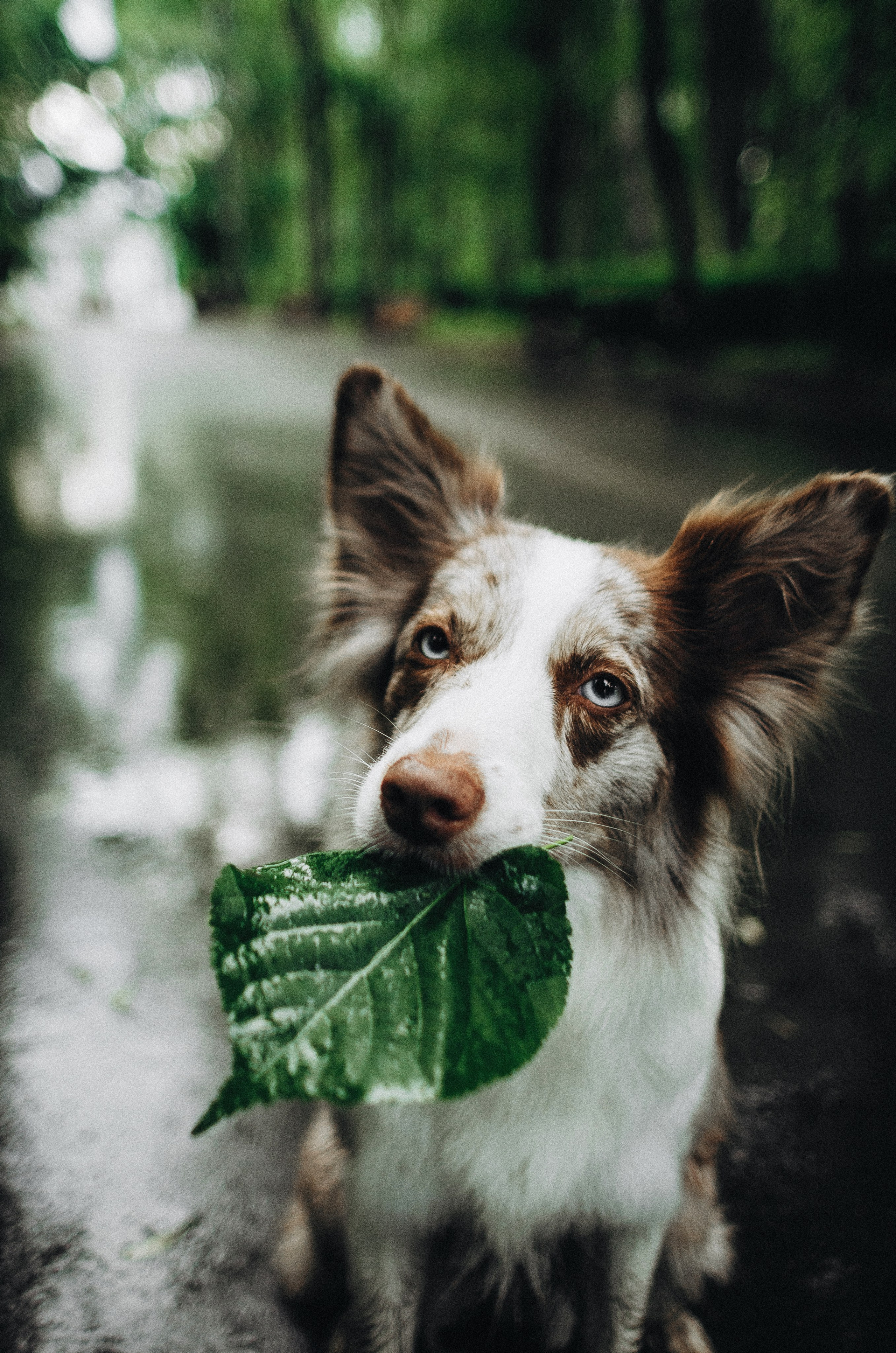 Алина и Бруна. Фотограф-анималист Богданова Полина