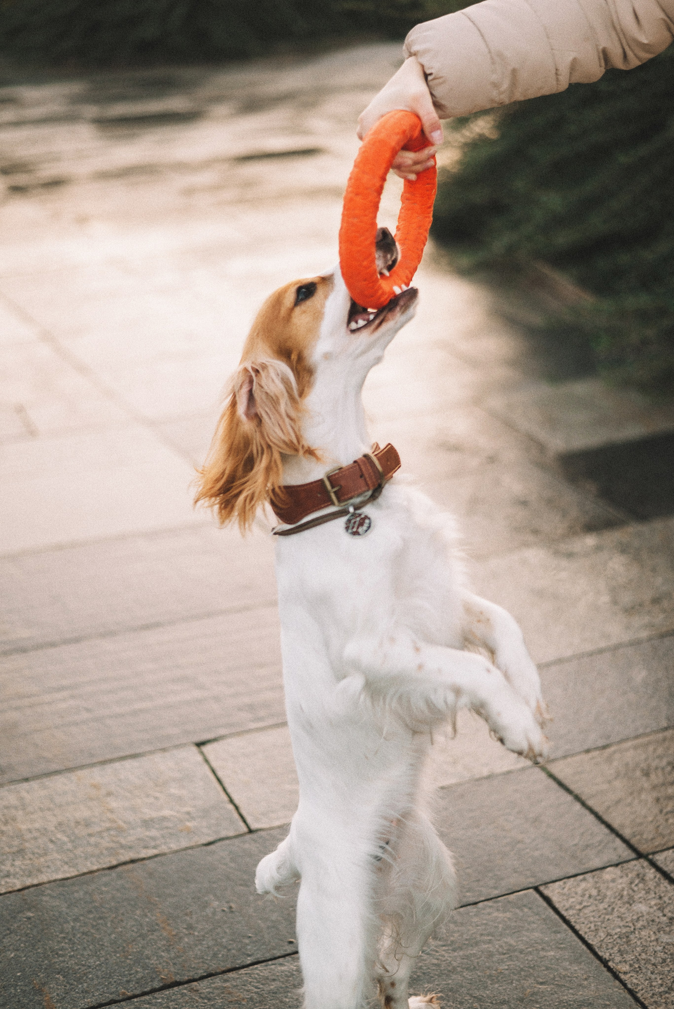 Маша и Вега. Фотограф-анималист Богданова Полина