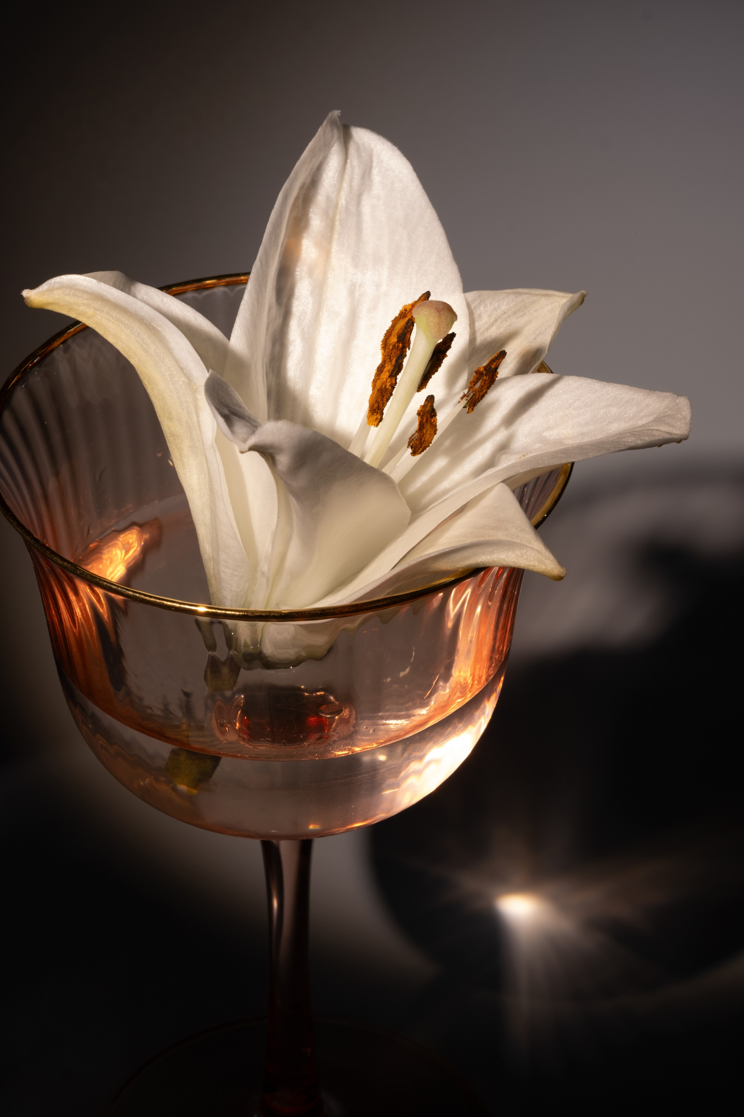 Лилия в фужере. Фотограф Коробова Екатерина