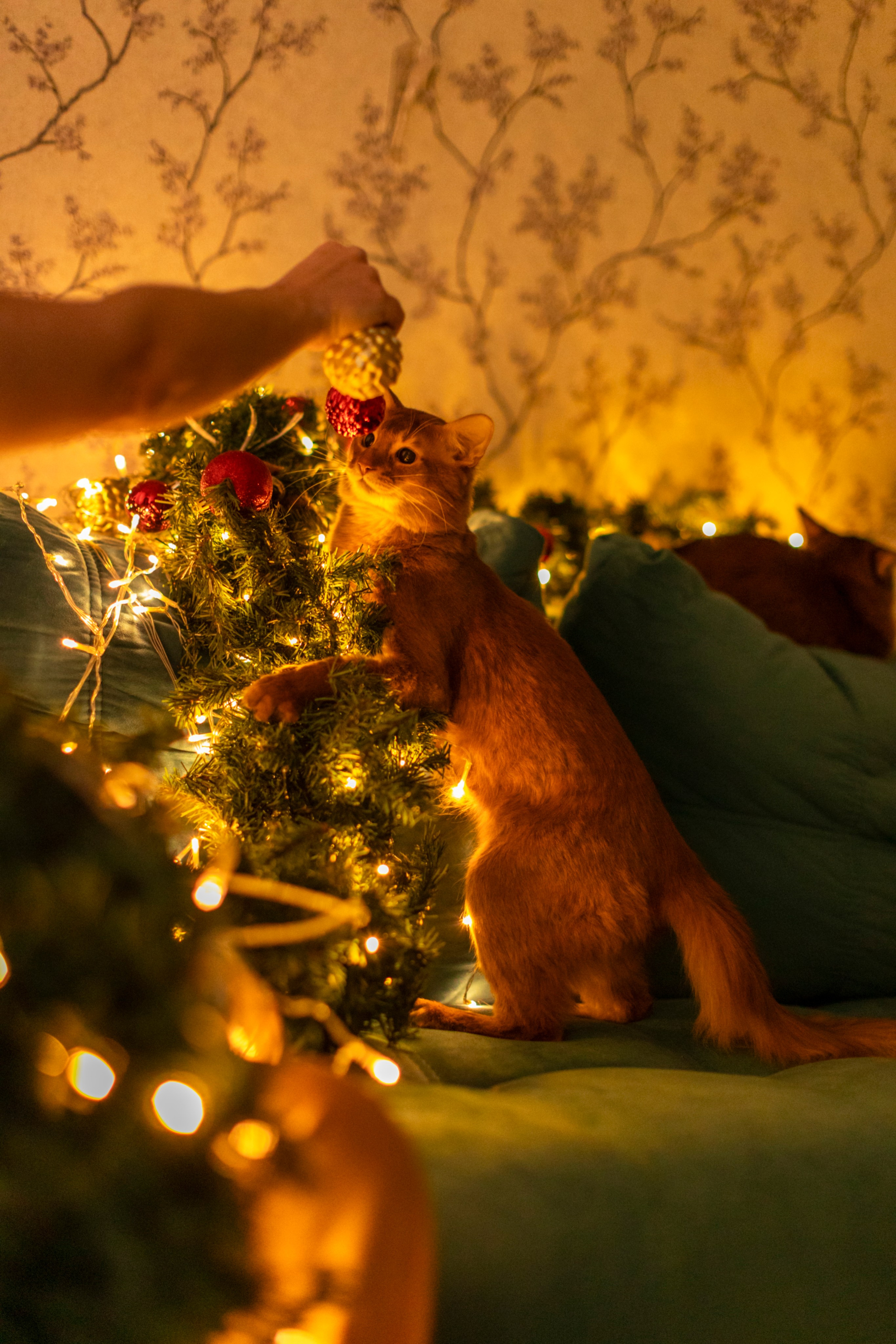 Сомали. Art my Pho