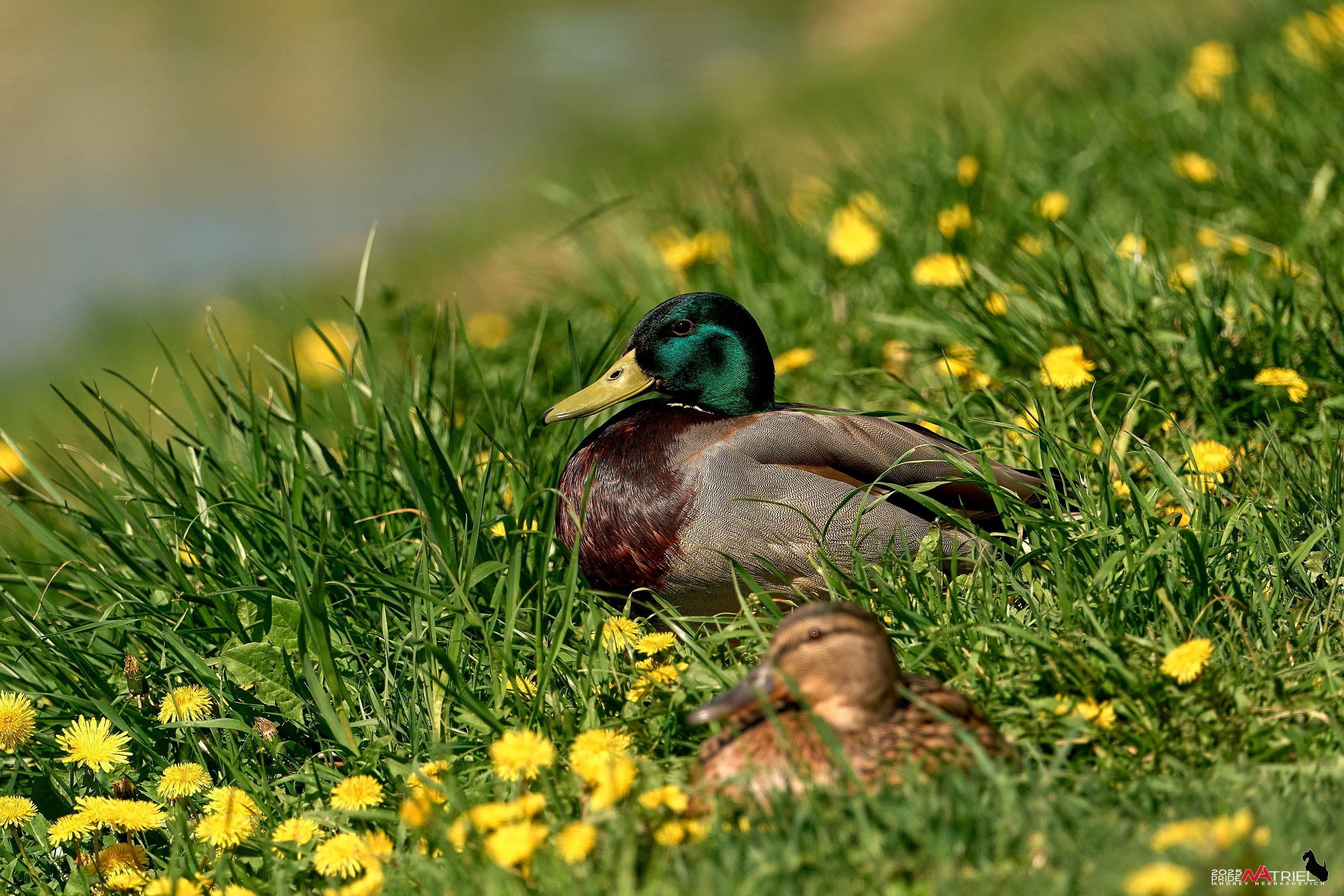 Птички и цветочки