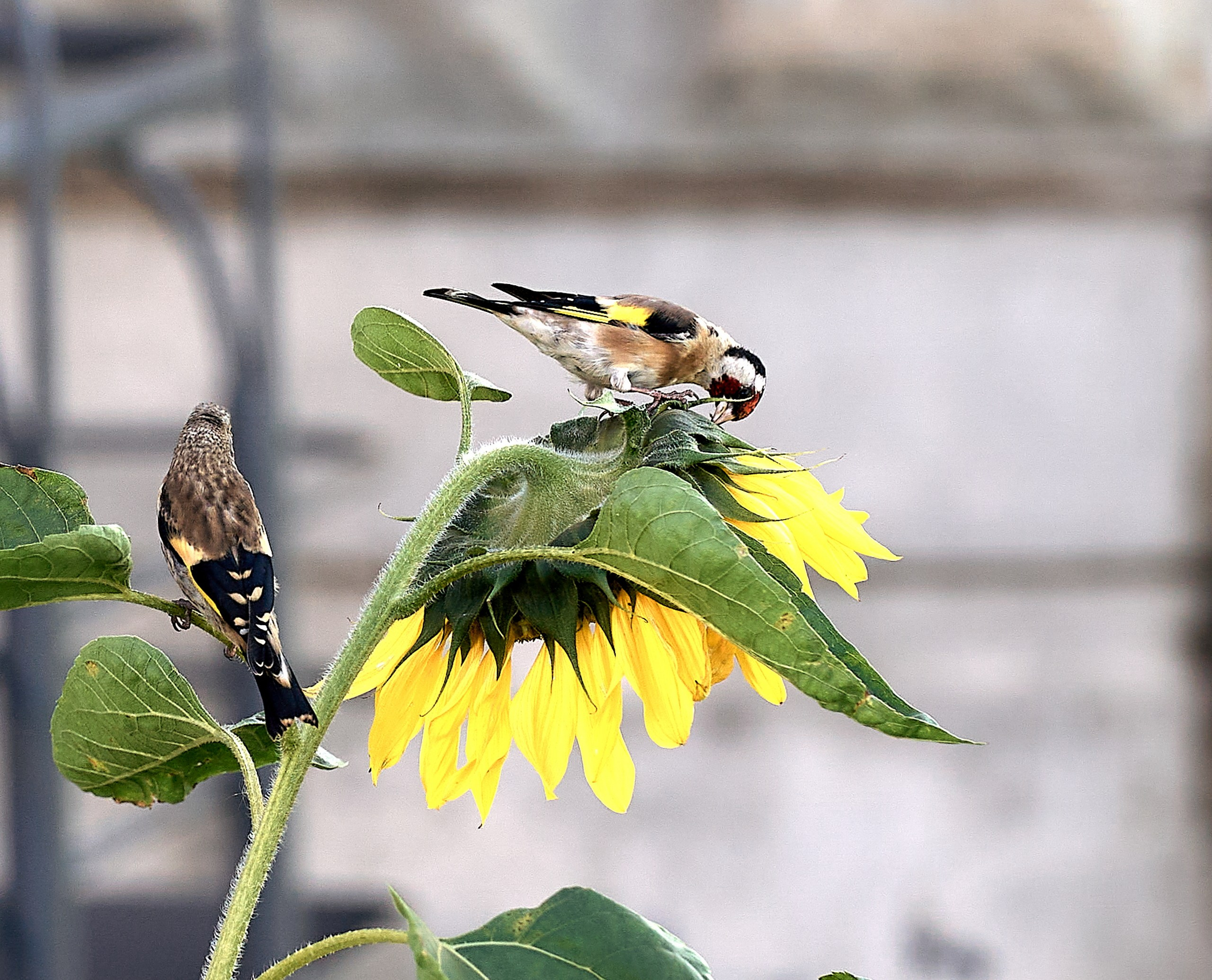 Фото птиц — галерея NATRIEL