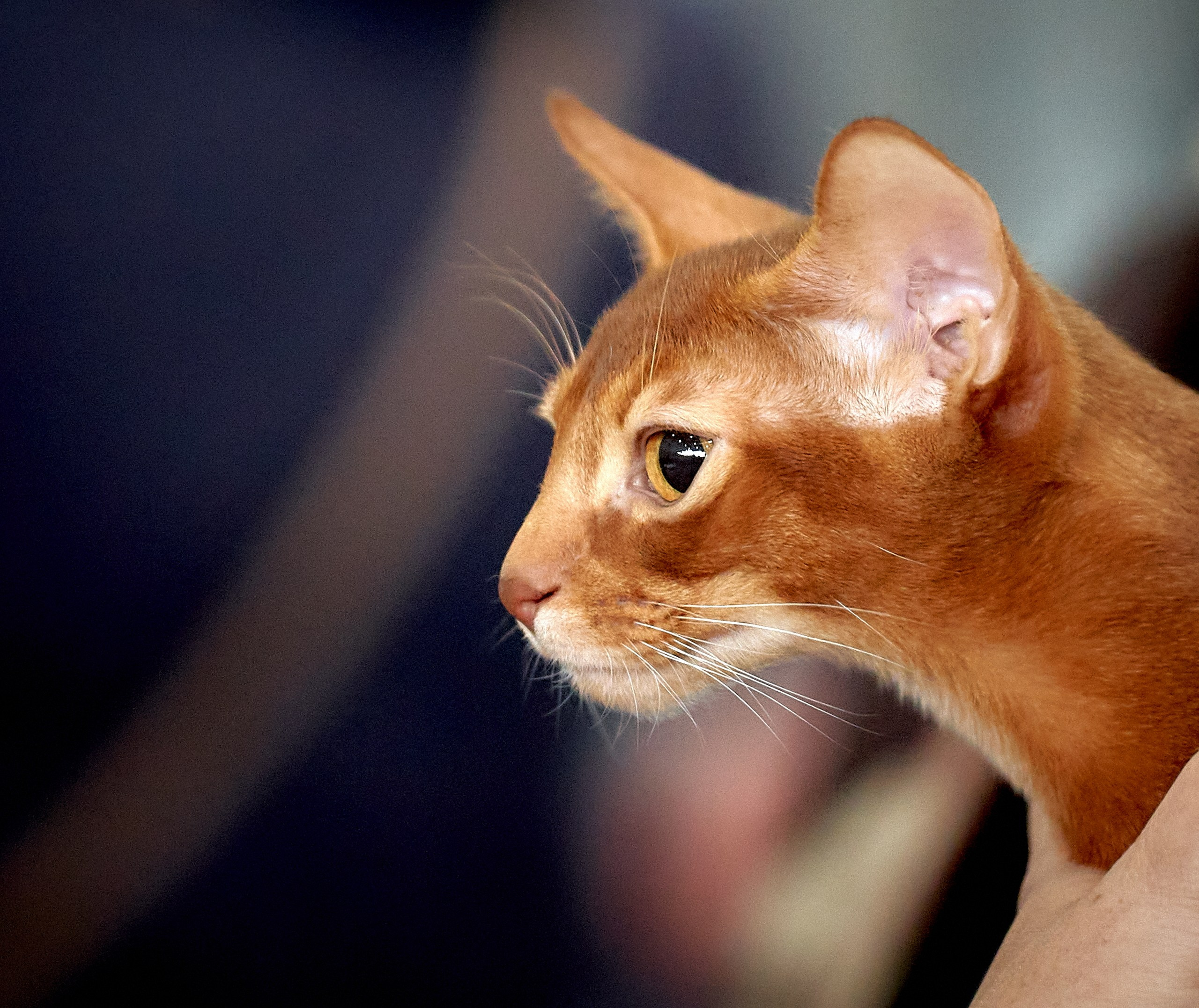 Кошки на выставках — галерея NATRIEL