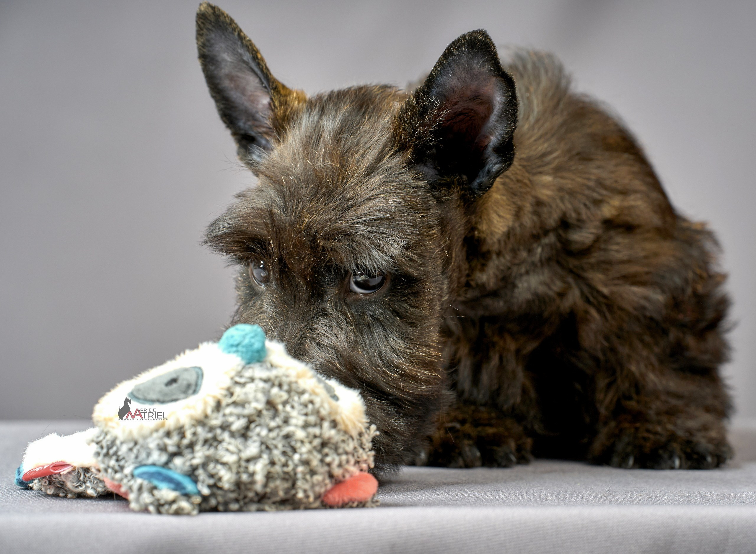 Съемка щенков скотч-терьеров