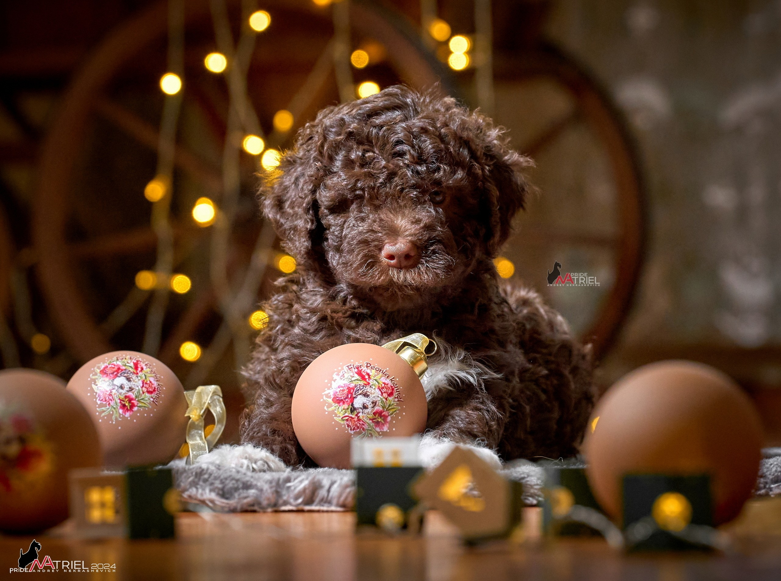 Щенки дома — галерея NATRIEL