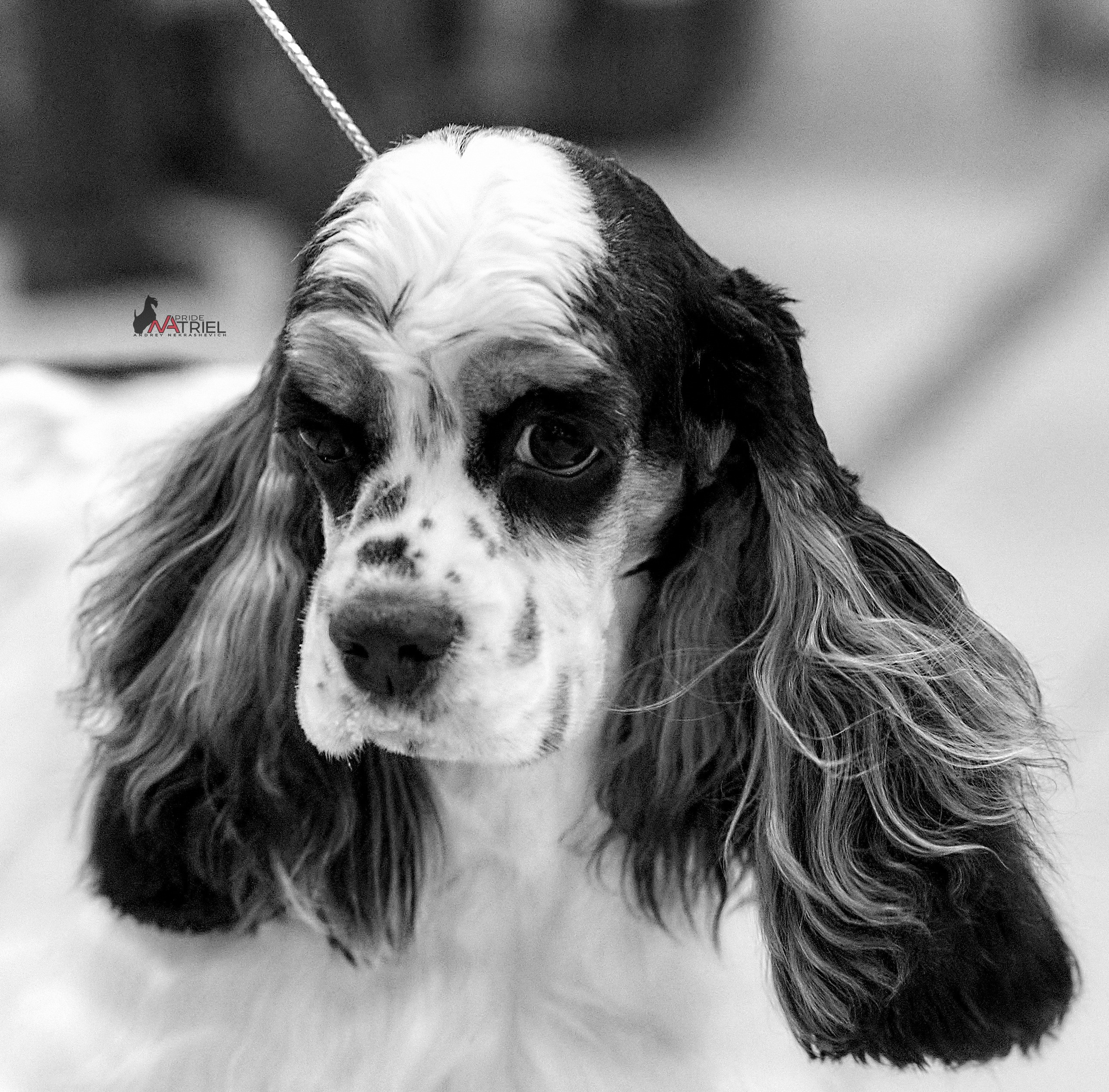 Портреты собак — галерея NATRIEL
