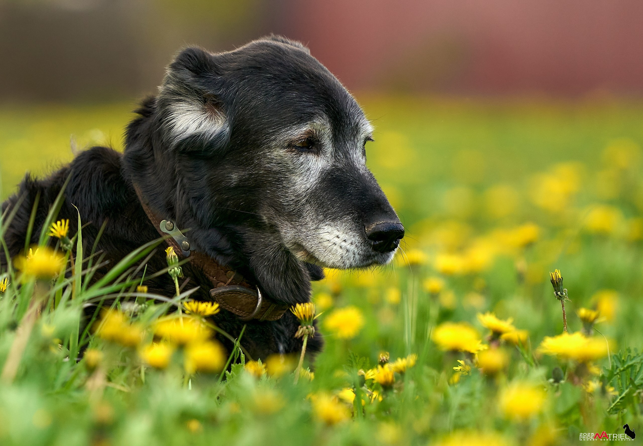 Съемка в питомнике