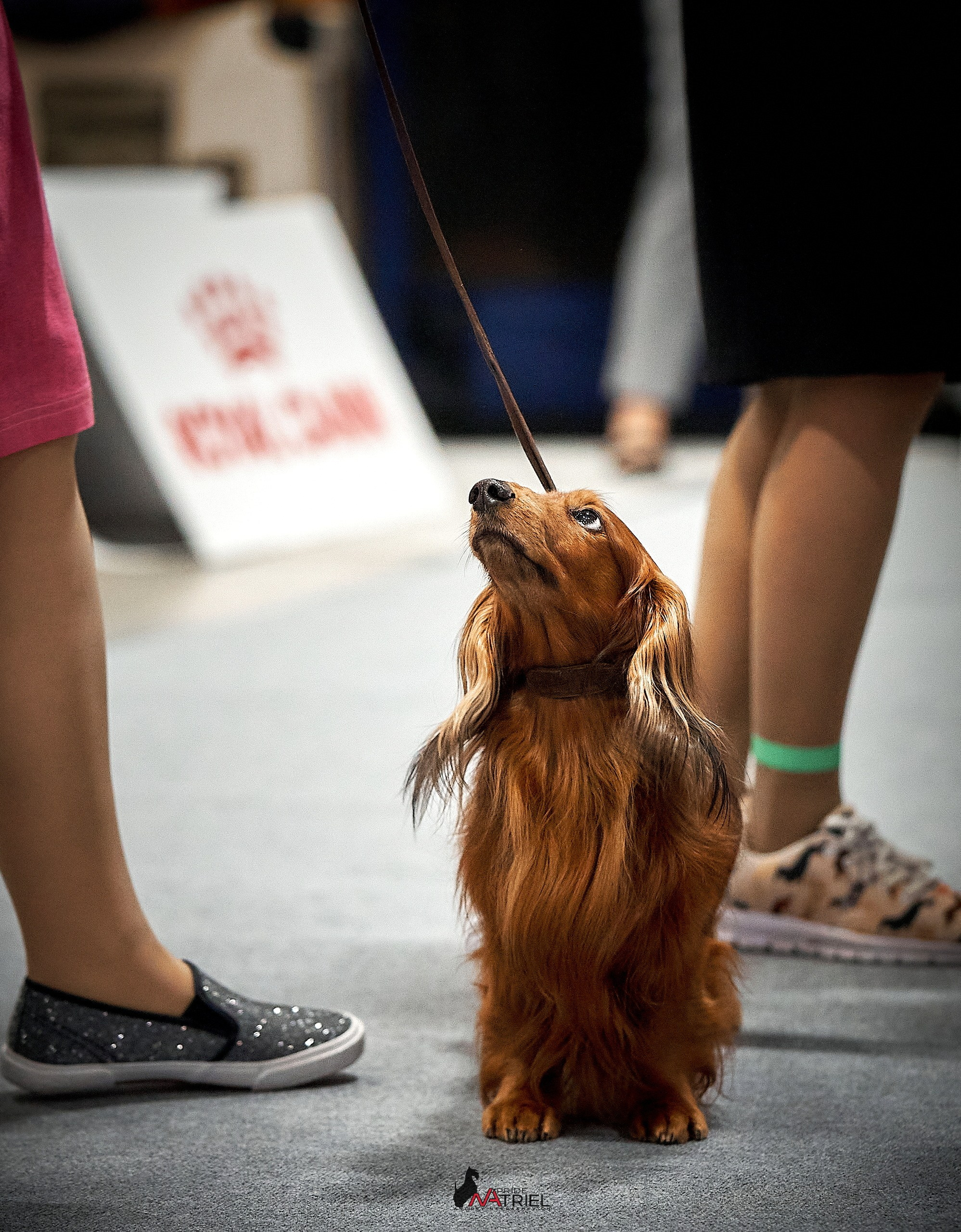 Работа в рингах — галерея NATRIEL