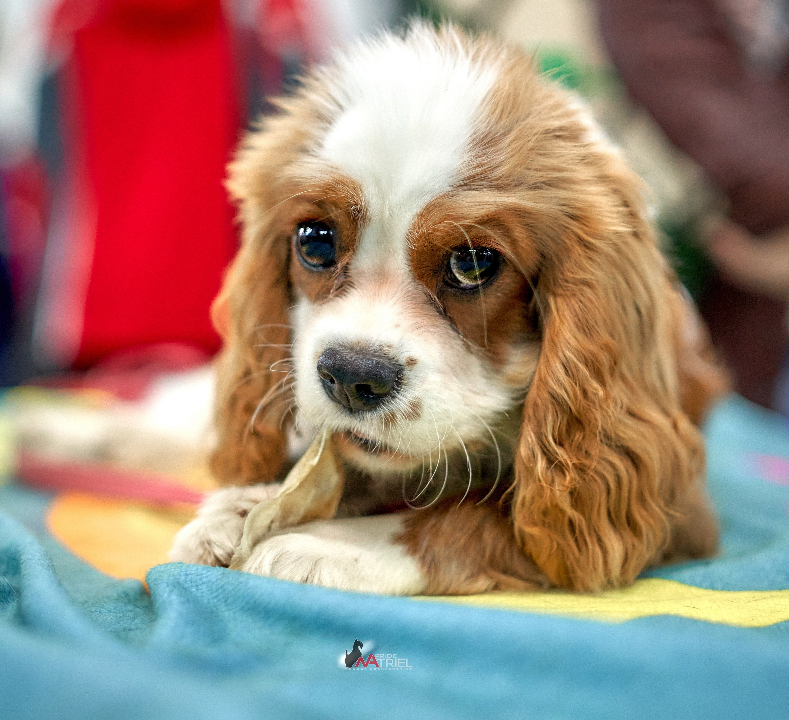 Портреты собак — галерея NATRIEL