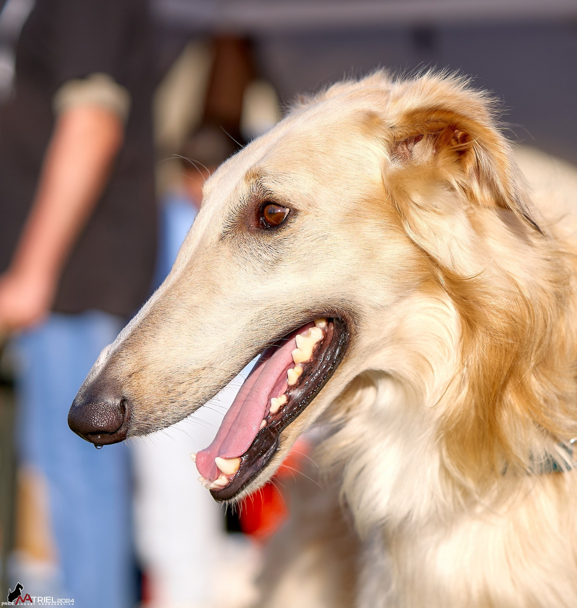 Курсинг в Иволге