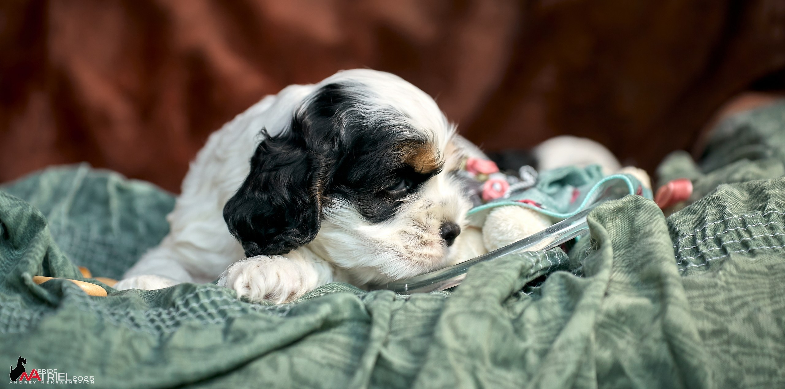 Щенки АмКокеров