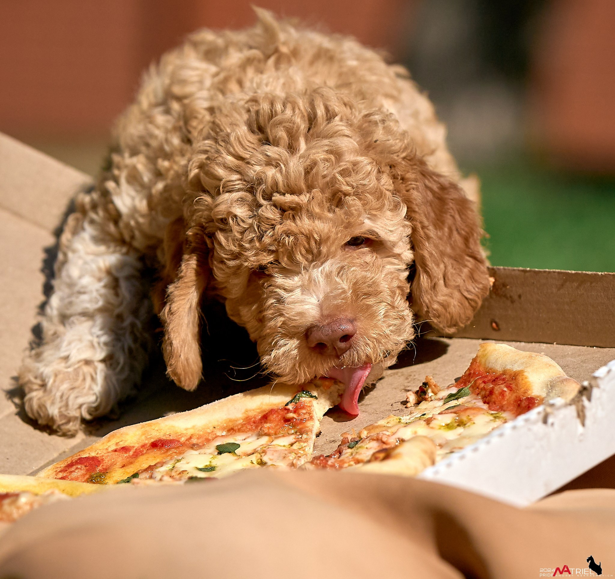 Съемка щенков лаготто на природе