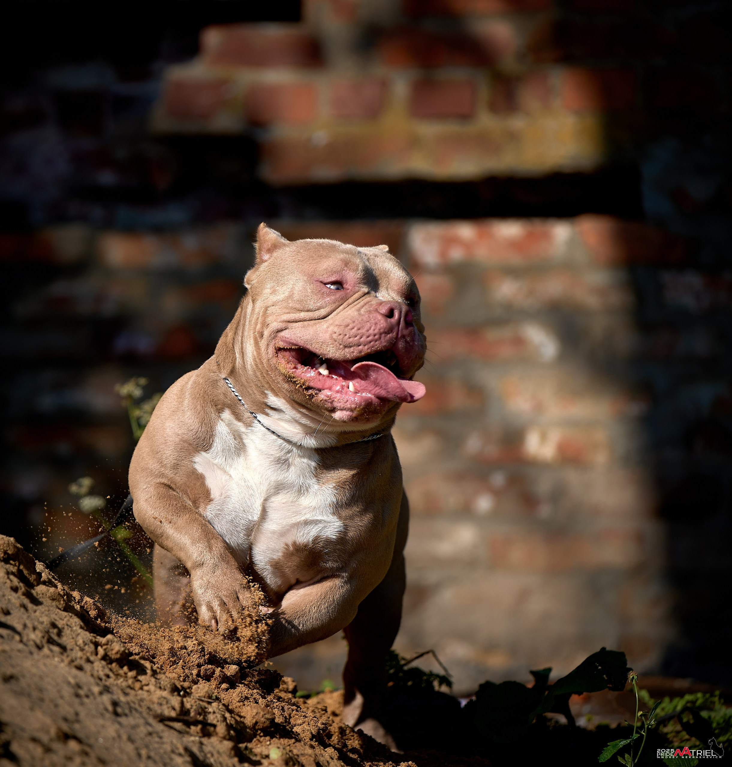 Съемка собак породы булли на природе