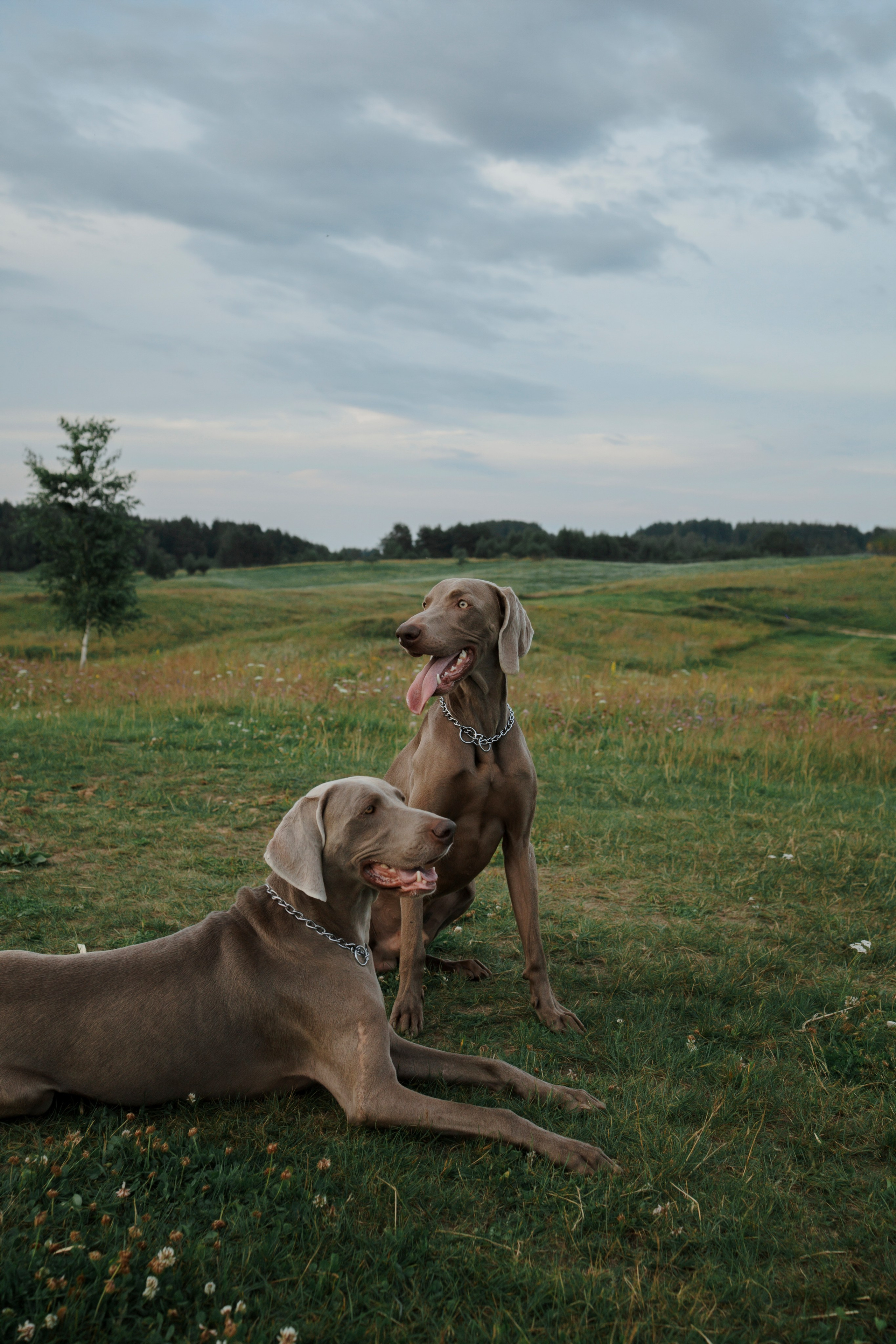 Маргарита и веймаранеры. Фотограф-анималист в Санкт-Петеребурге Титова Алиса