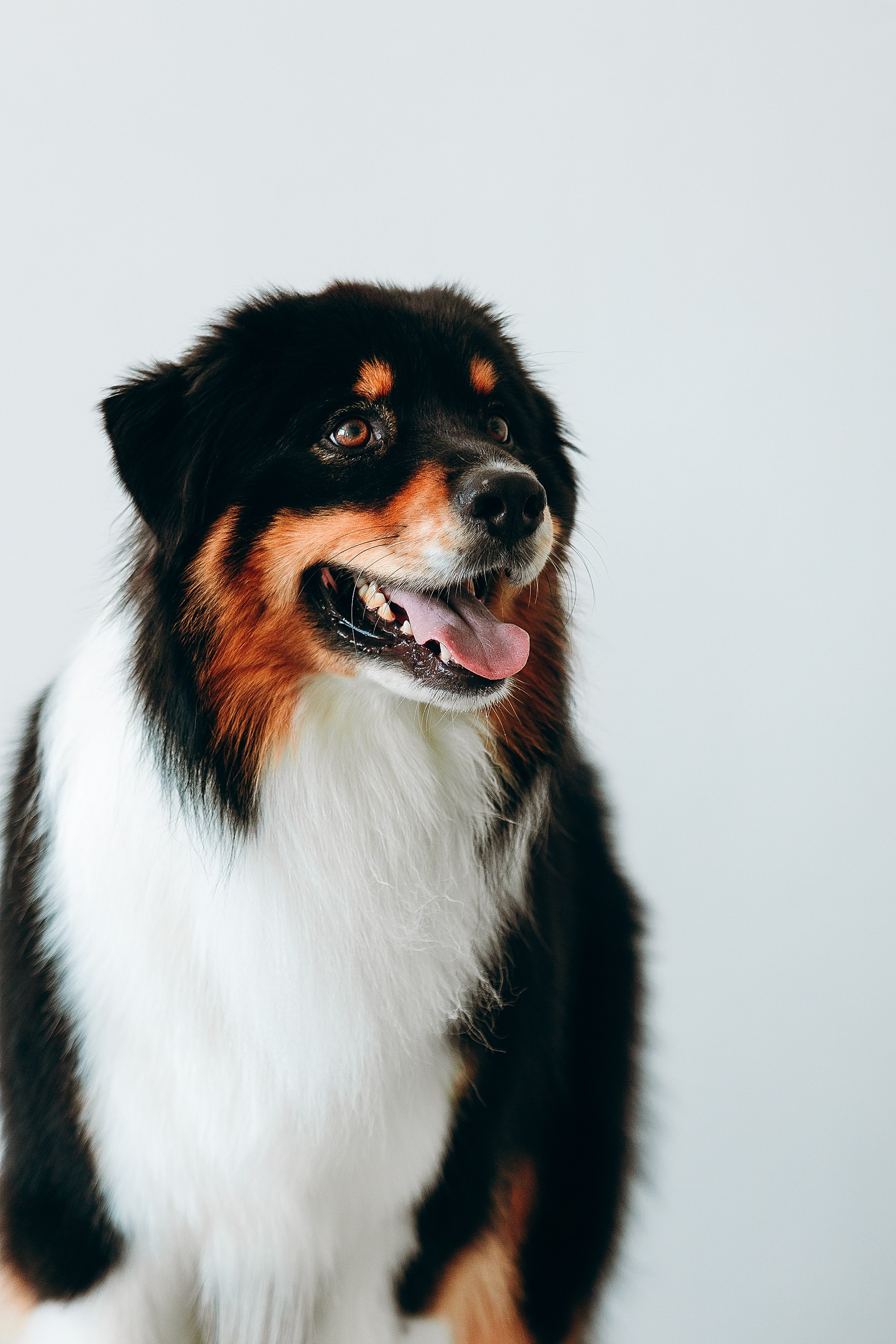 День рождения Рея. Фотограф. Фотограф-анималист. Москва