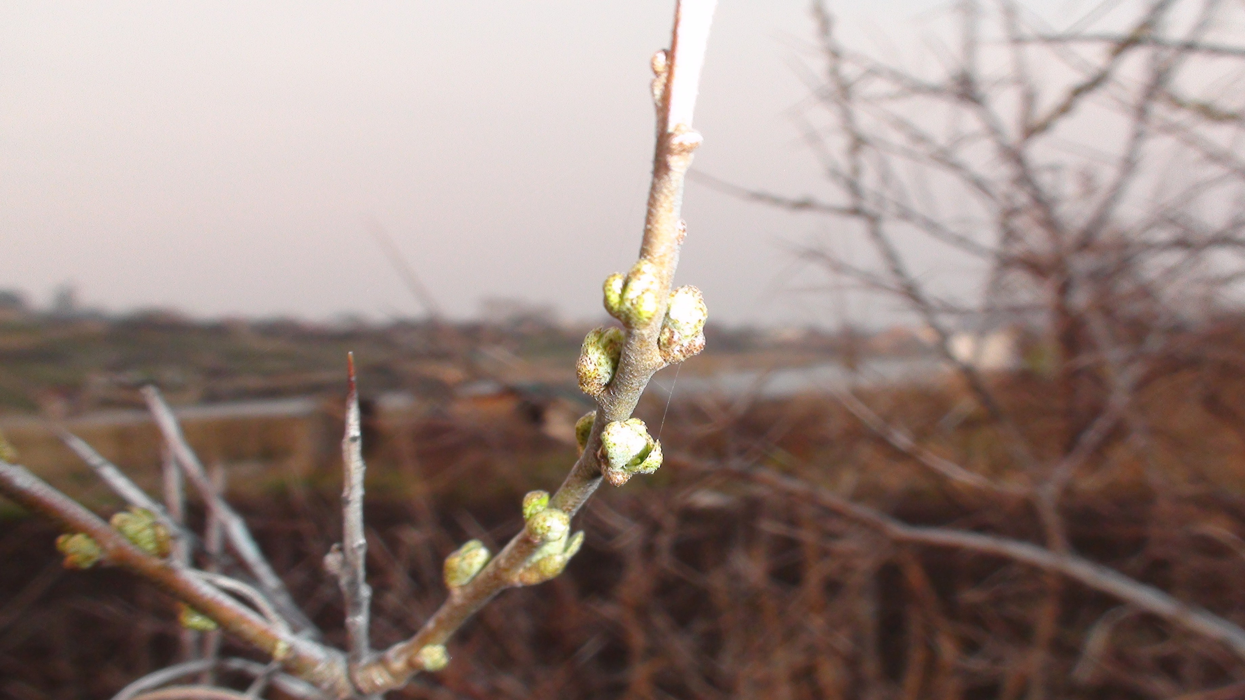 Дача 11.05.2009. Семейный, Свадебный фотограф СПБ Питер— Романова Екатерина