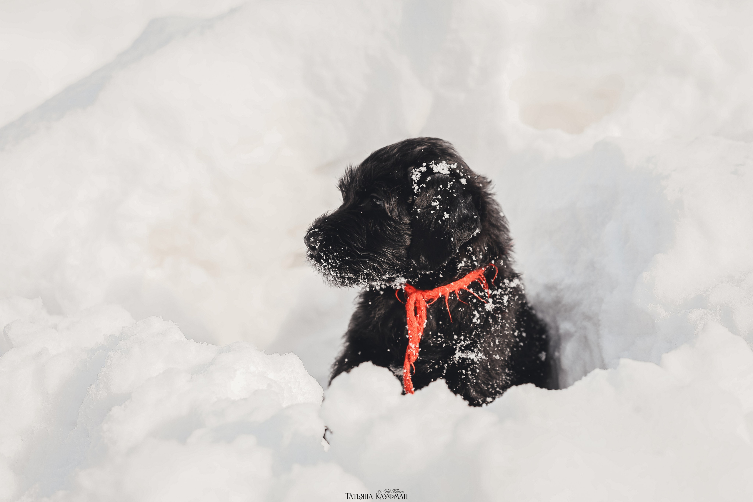 Ризеншнауцер, щенки ризеншнауцера, купить ризеншнауцера, купить щенка, ризеншнауцер Новосибирск, фотосъемка щенков, фотосессия собак, заказать фотосессию, фотографии щенков, сфотографировать щенка, фотограф Анималист, фотограф собак Новосибирск, фотограф анималист Новосибирск