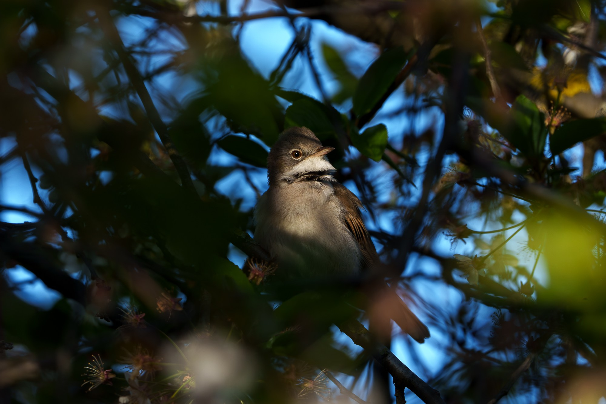 Удивительные мир птиц. Вокруг нас столько прекрасного — присмотритесь!. Ваш личный фотограф Марина Волкова