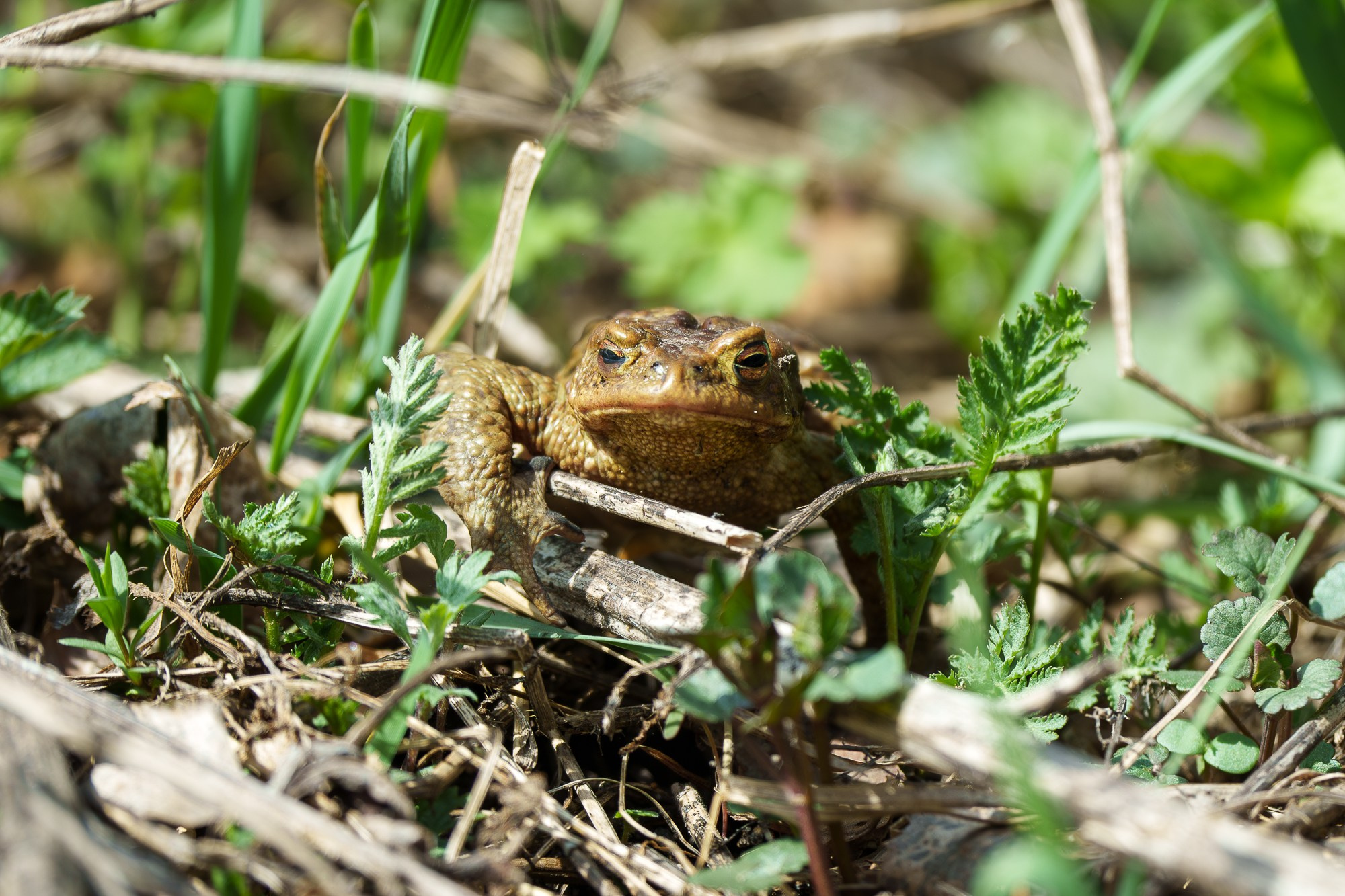 Животные. Ваш личный фотограф Марина Волкова