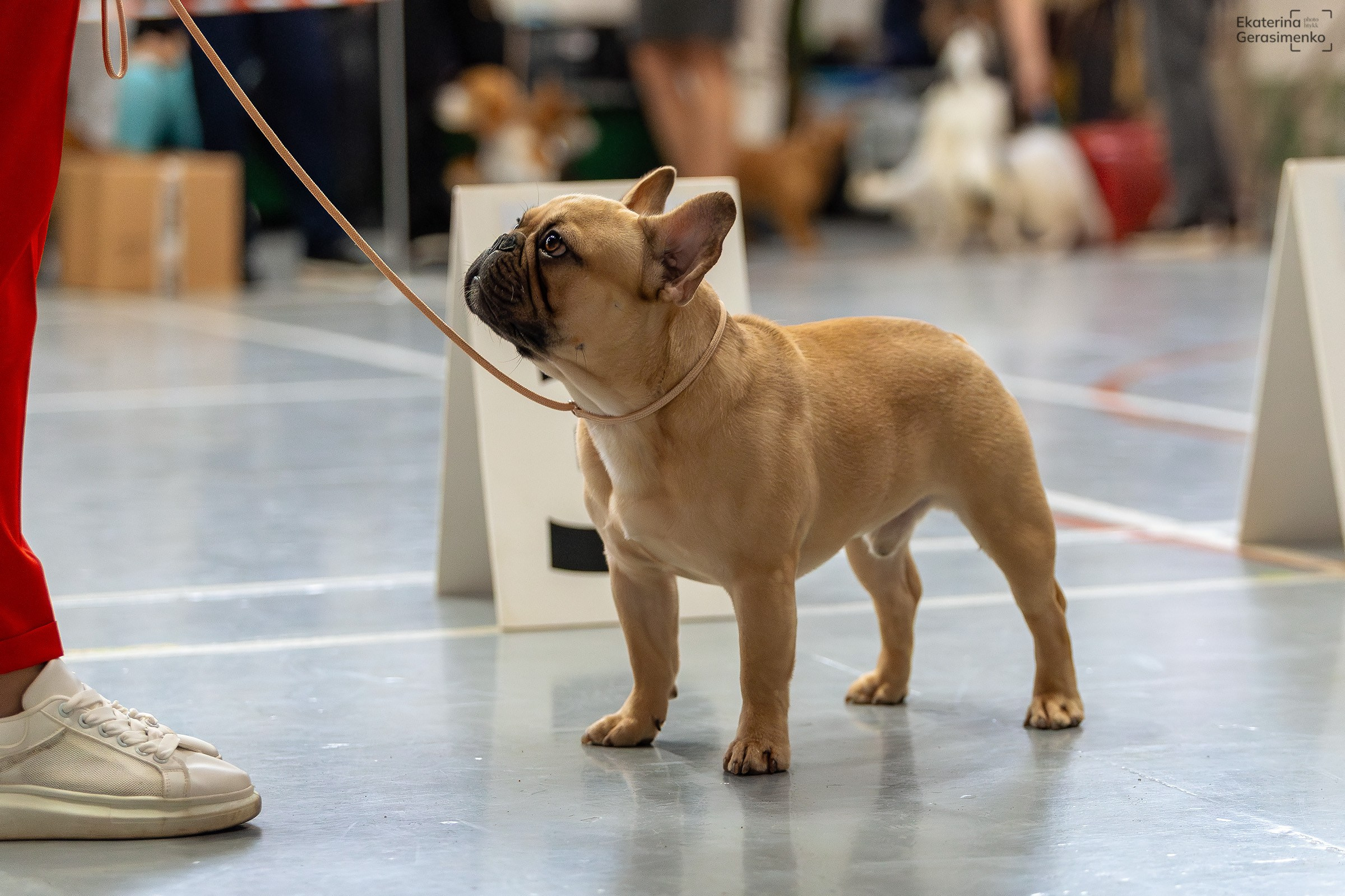 23 ноября 2024, Выставка РКФ, г. Пермь. Htykk_photo