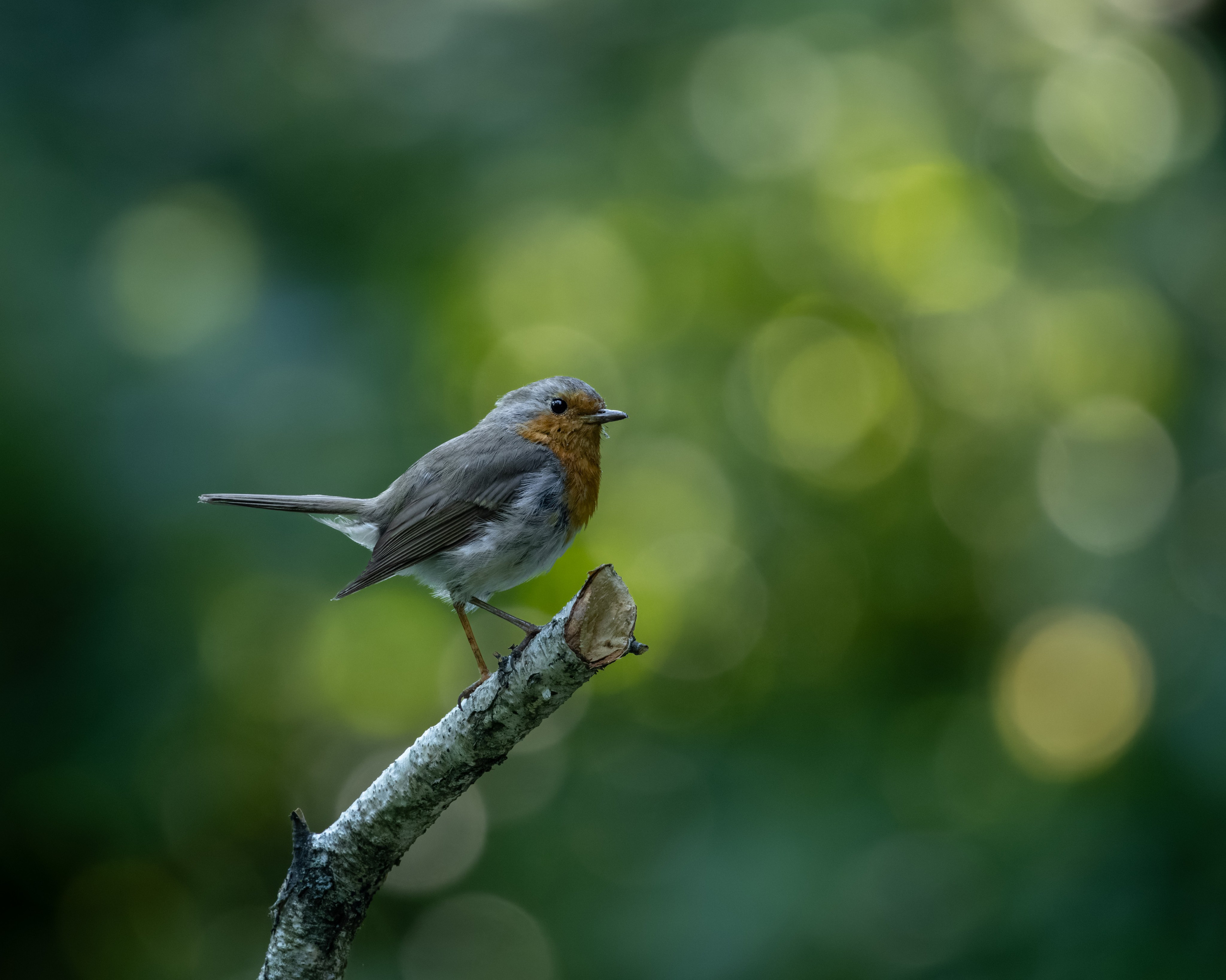 Voronezh 2026. Anton Chernov | Wildlife photographer
