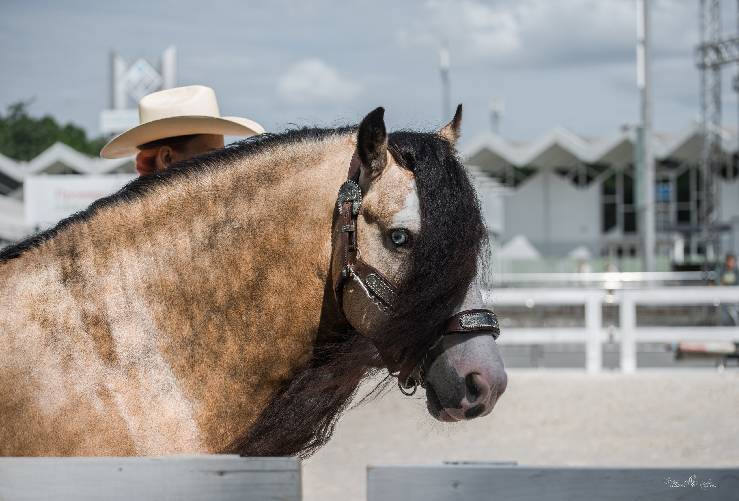 Эквирос, Москва. Конный фотограф в Саратове Юлия Иванова