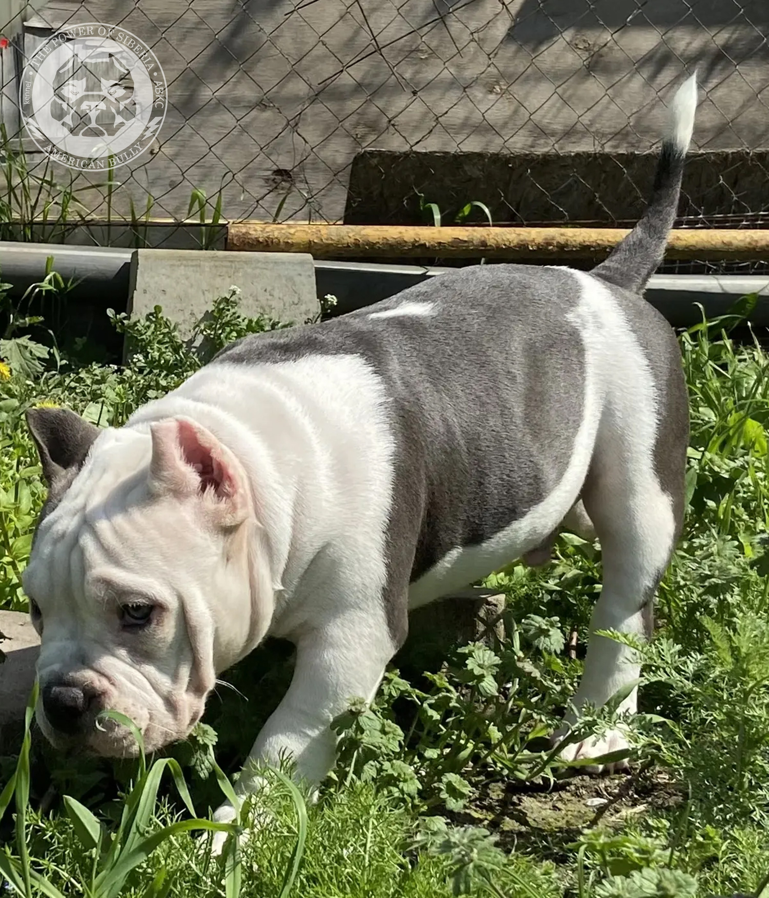 Свободные щенки Американский Булли, в типах покет, классик, стандарт. Американский Булли в г. Ростов-на-Дону. Питомник THE POWER OF SIBERIA