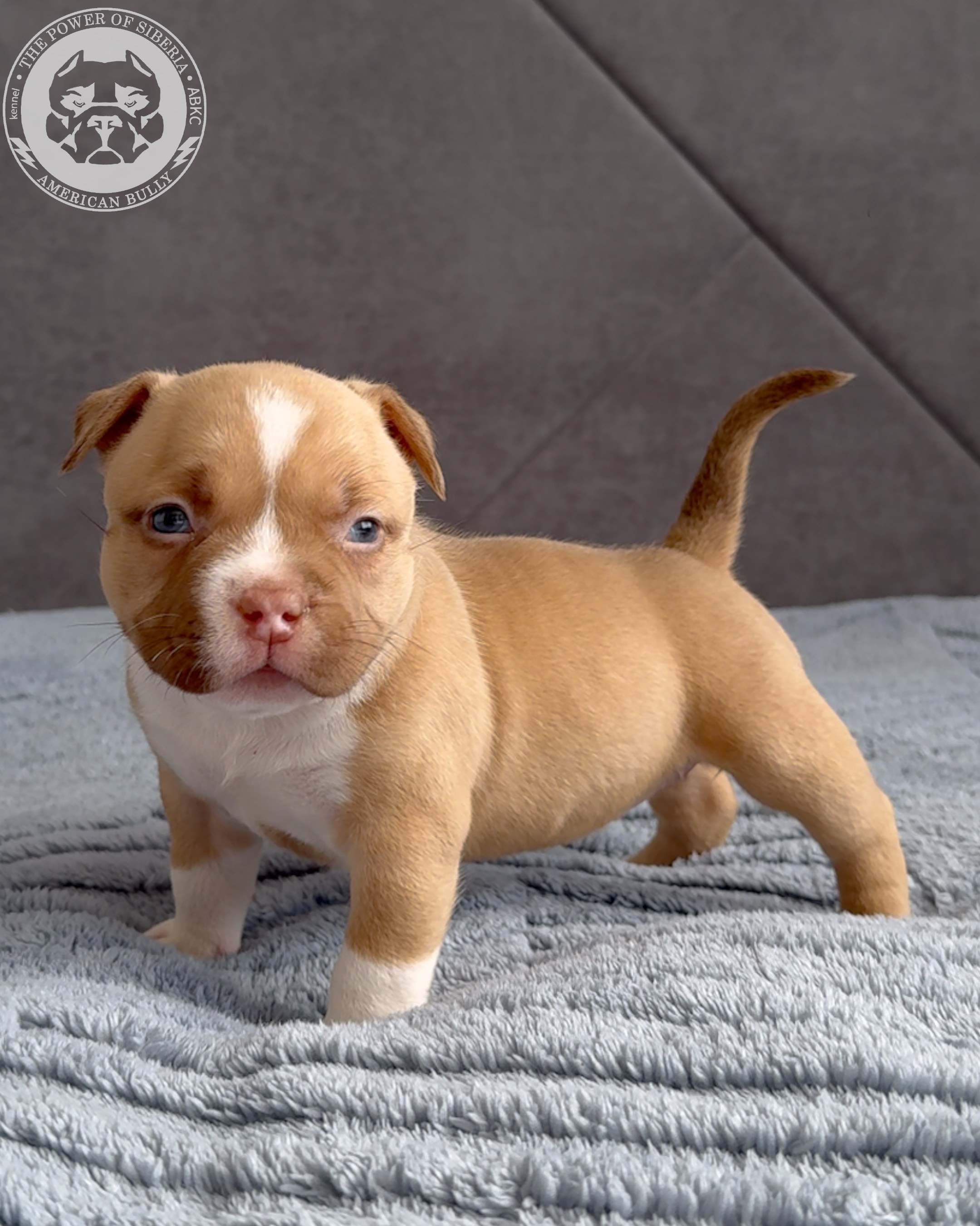Свободные щенки Американский Булли, в типах покет, классик, стандарт. Американский Булли в г. Ростов-на-Дону. Питомник THE POWER OF SIBERIA
