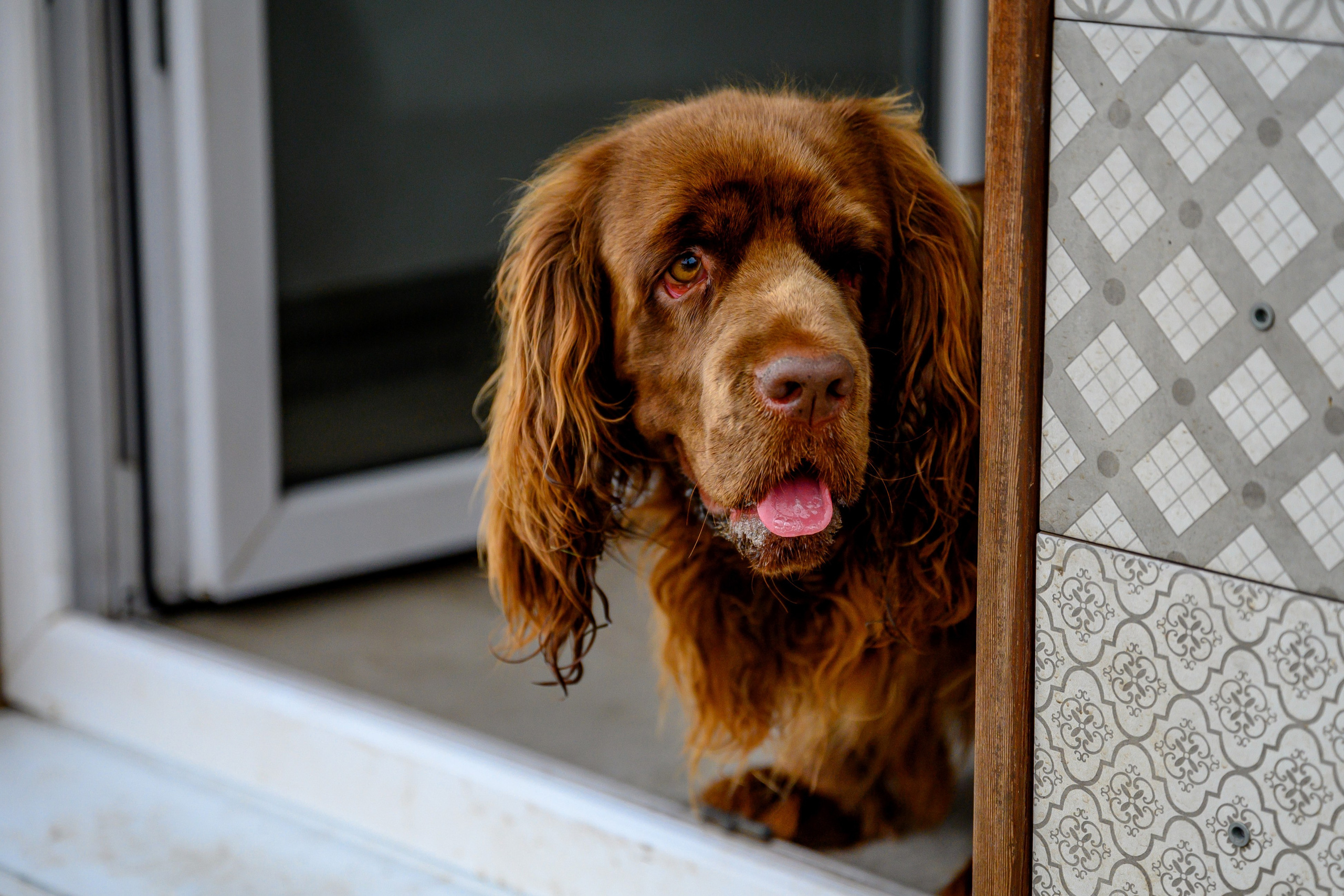 Спаниель и Лабрадоры. Bazarkom-photo.ru Фотограф Виктор Оськин в Старом Осколе