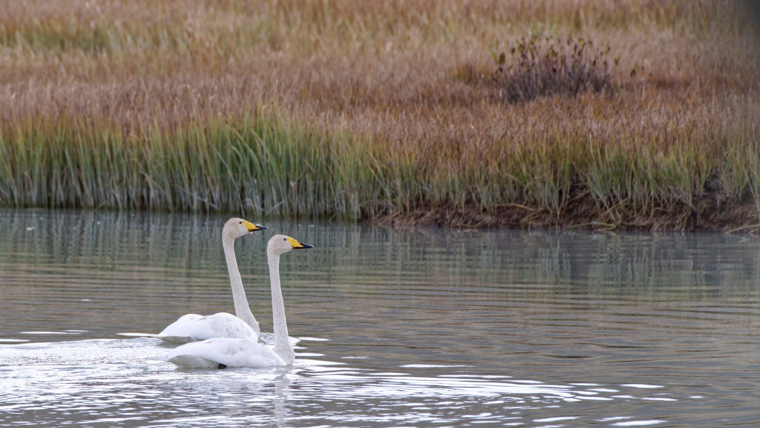 Пара лебедей кликунов на реке
