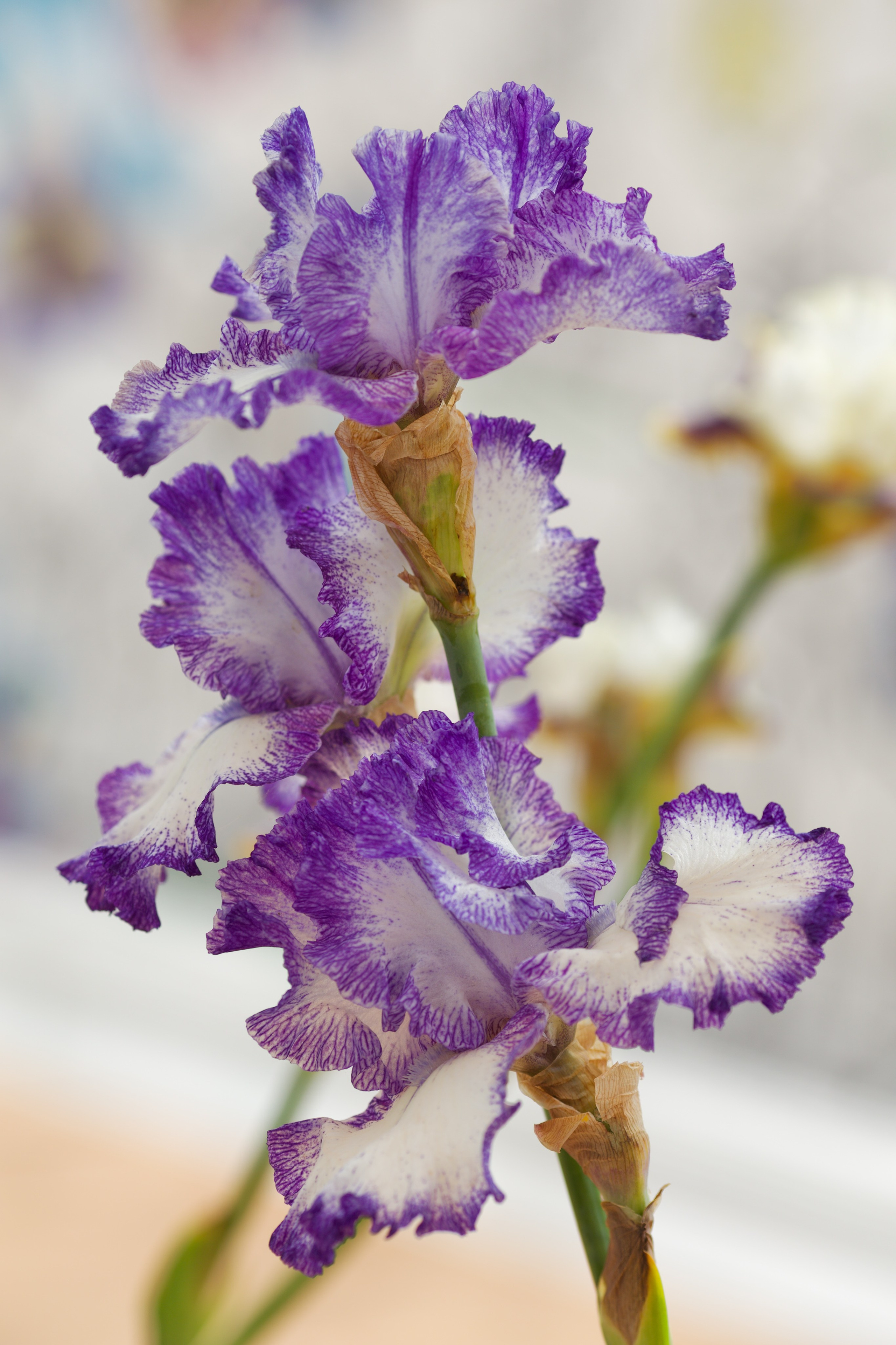 Аптекарский огород. Ирисы. Пионы. Школьные выпускные альбомы в Москве Марина Николаева