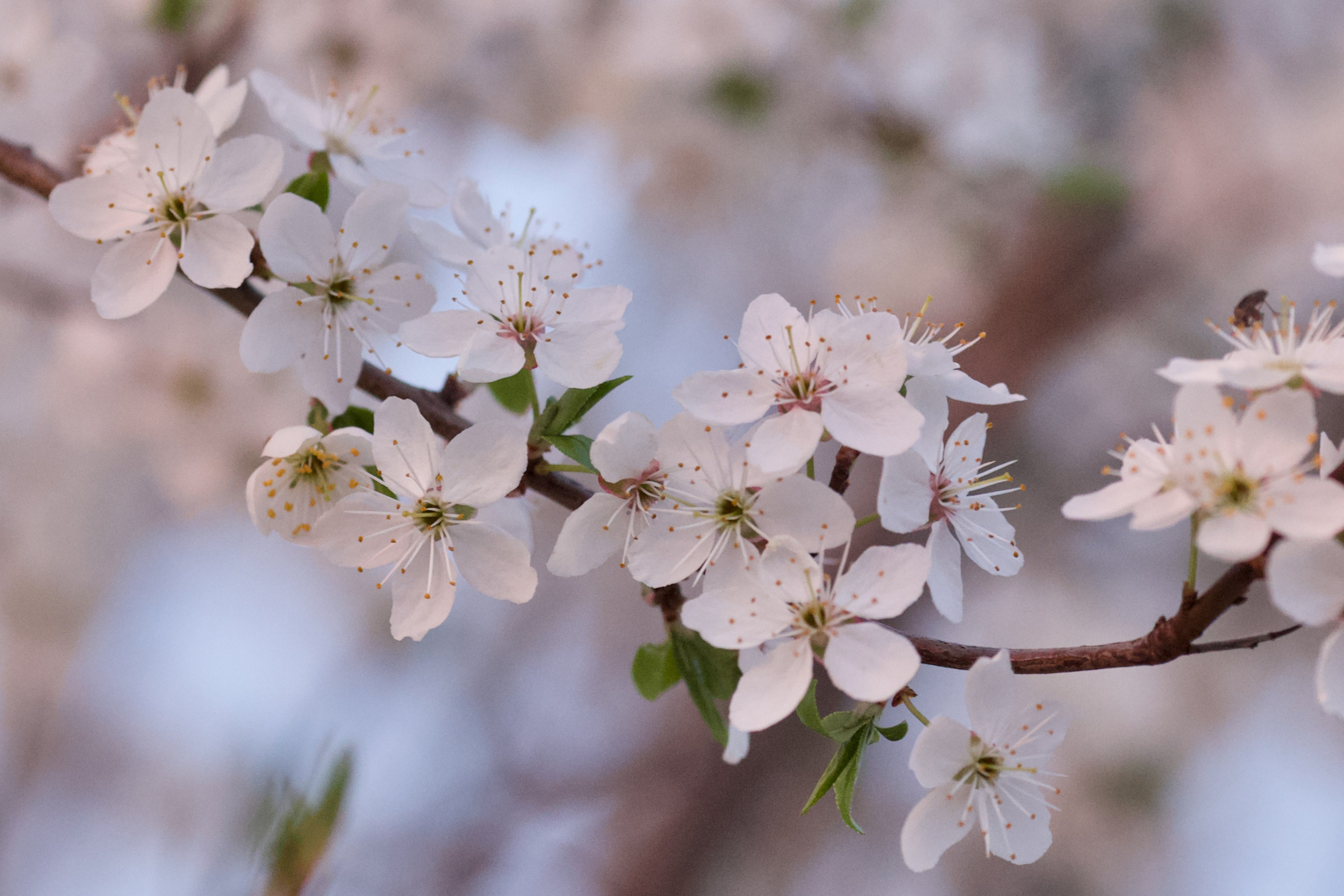 Чудесная природа. Школьные выпускные альбомы в Москве Марина Николаева