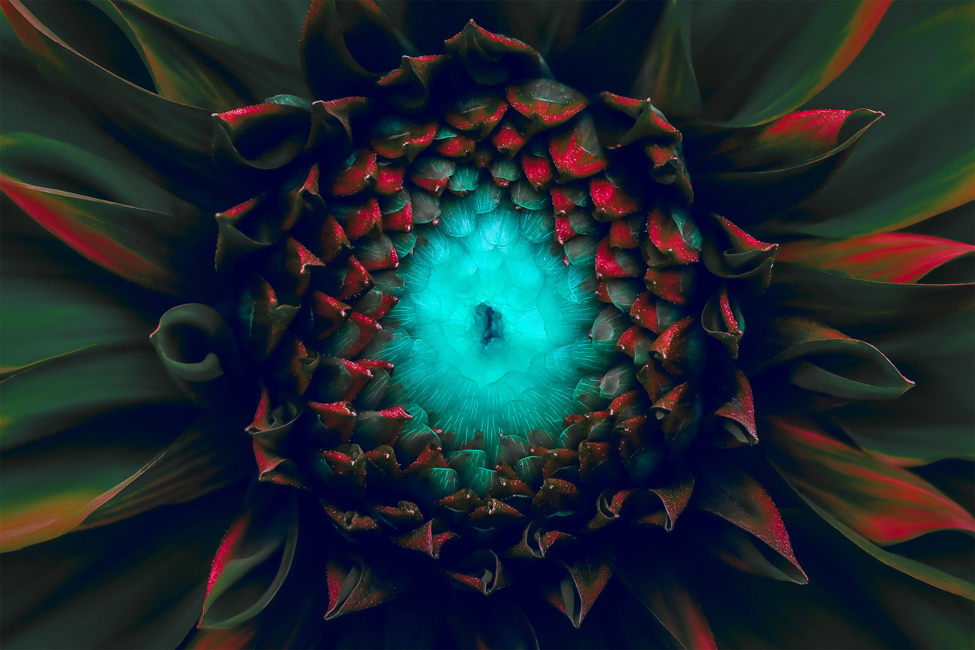 COLOURED FLOWERS. Eirene G |  Photoartist | Flowers from my garden