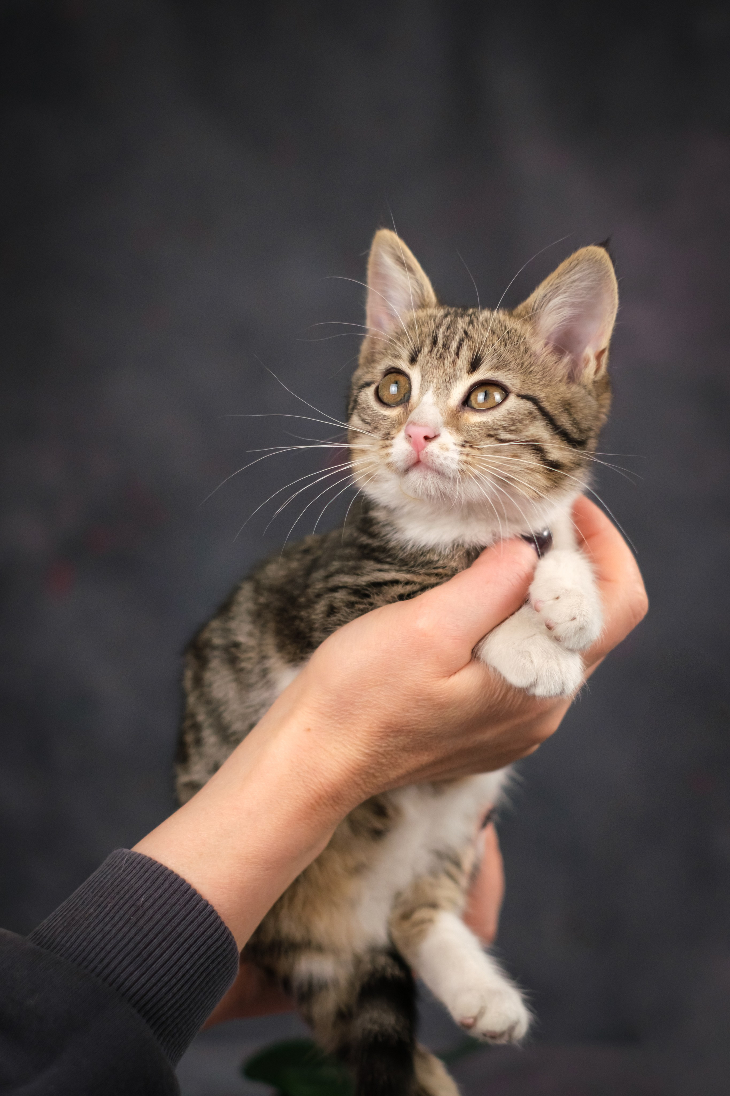Котята для Ольги. Зоофотограф, фотограф животных в Москве и области Дина Дамоцева