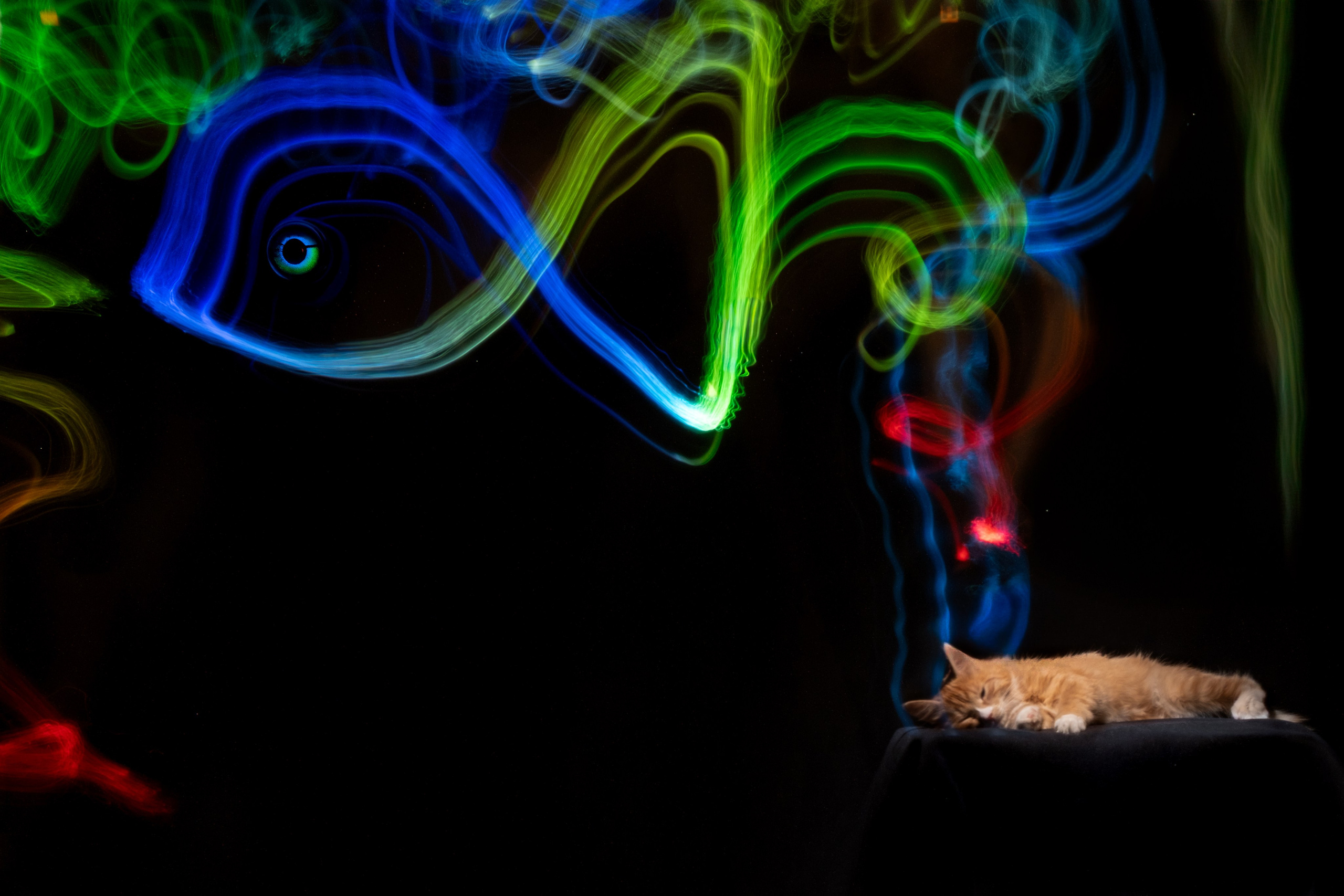 Зоофотограф, фотограф животных в Москве и области Дина Дамоцева