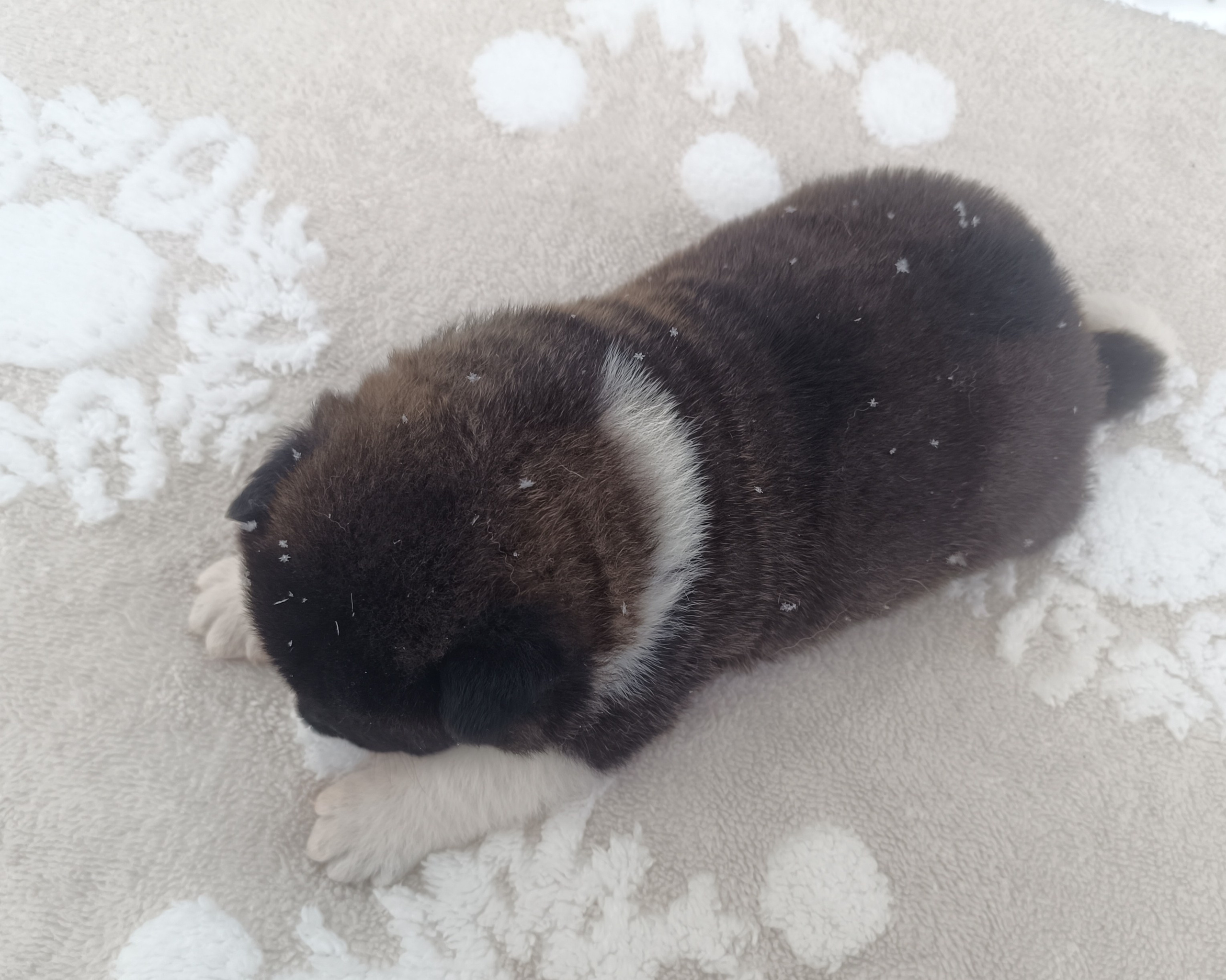 Американская акита  щенки питомник Санкт-Петербург клубные щенки Американская акита питомник RUBYLIGHT Рубилайт купить щенка американской акиты