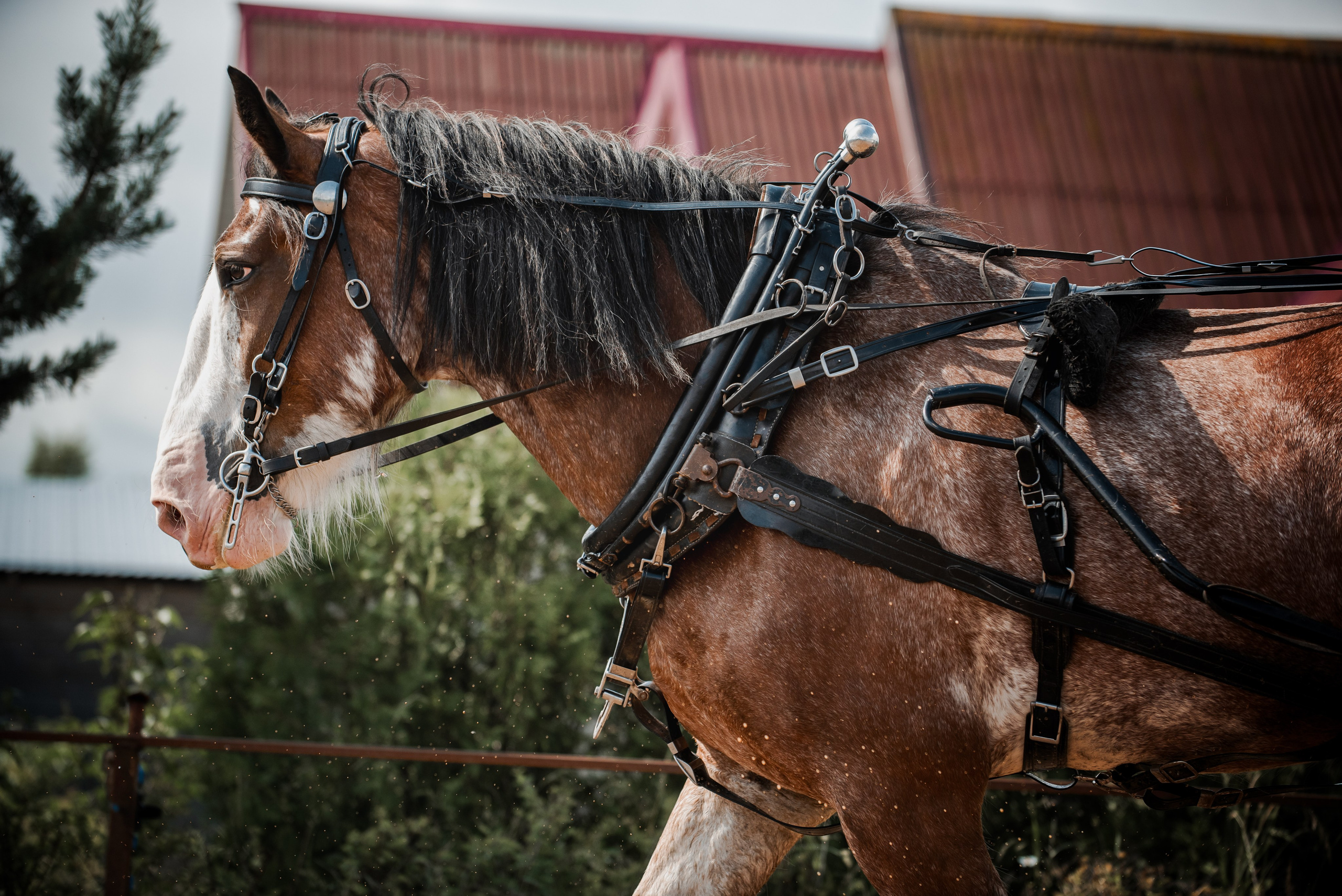 KOMARDINS. Конный фотограф Куракина Дарья • Фотосессии с лошадьми