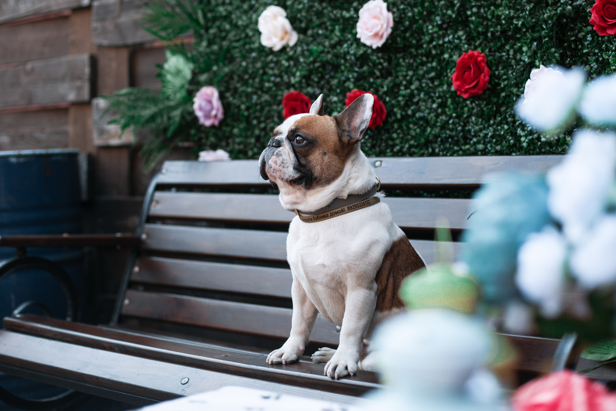 Бульбалл 23.04.2023. Фотограф-анималист Татьяна Степанова