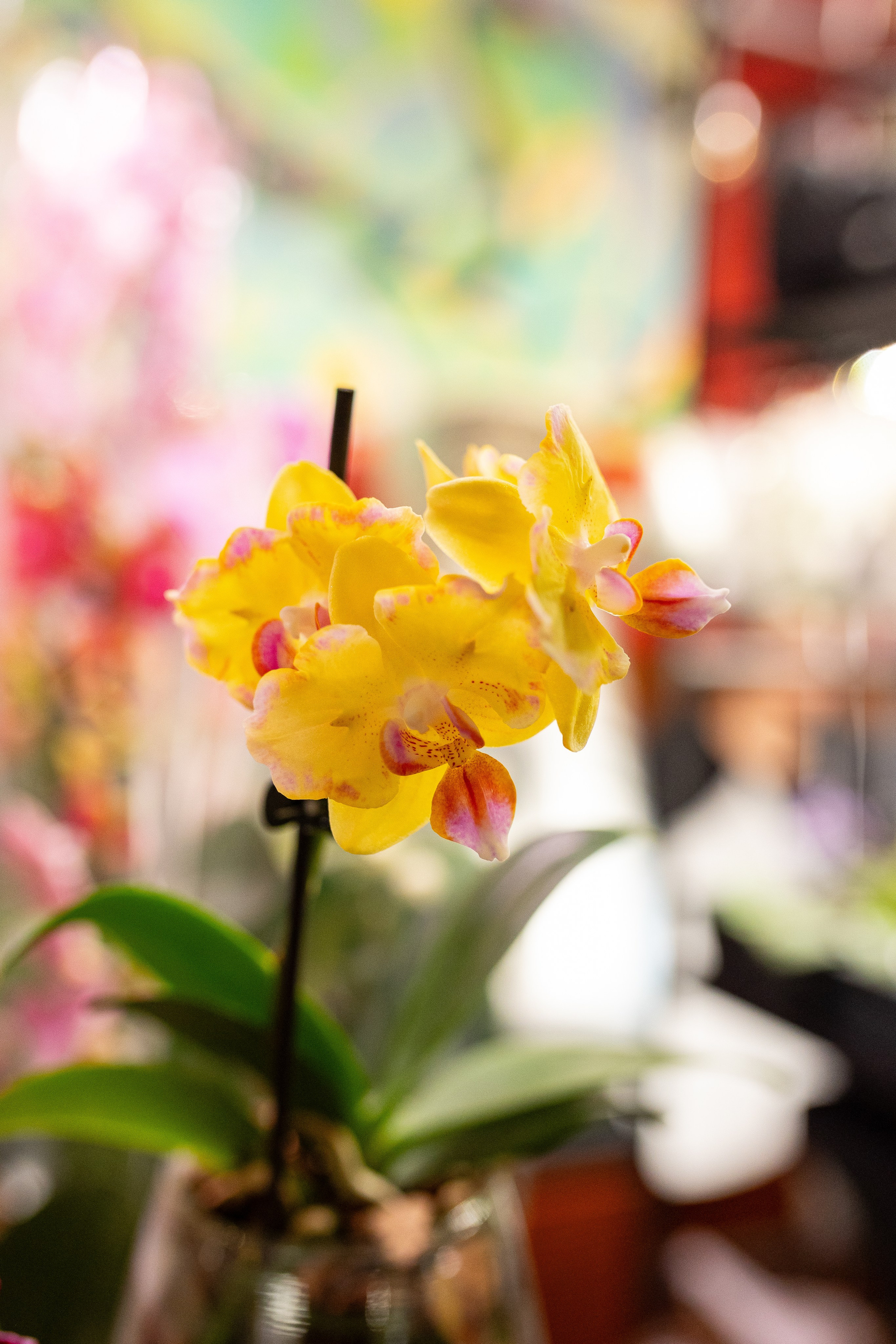 Growbox декабрь 2025. Александра Куликова фотограф, Москва