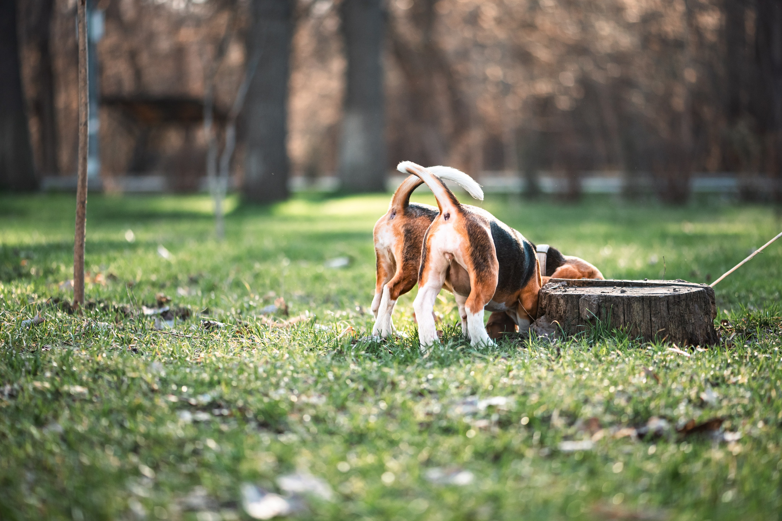 Зверье. Elnora Atnagulova Foodphotography