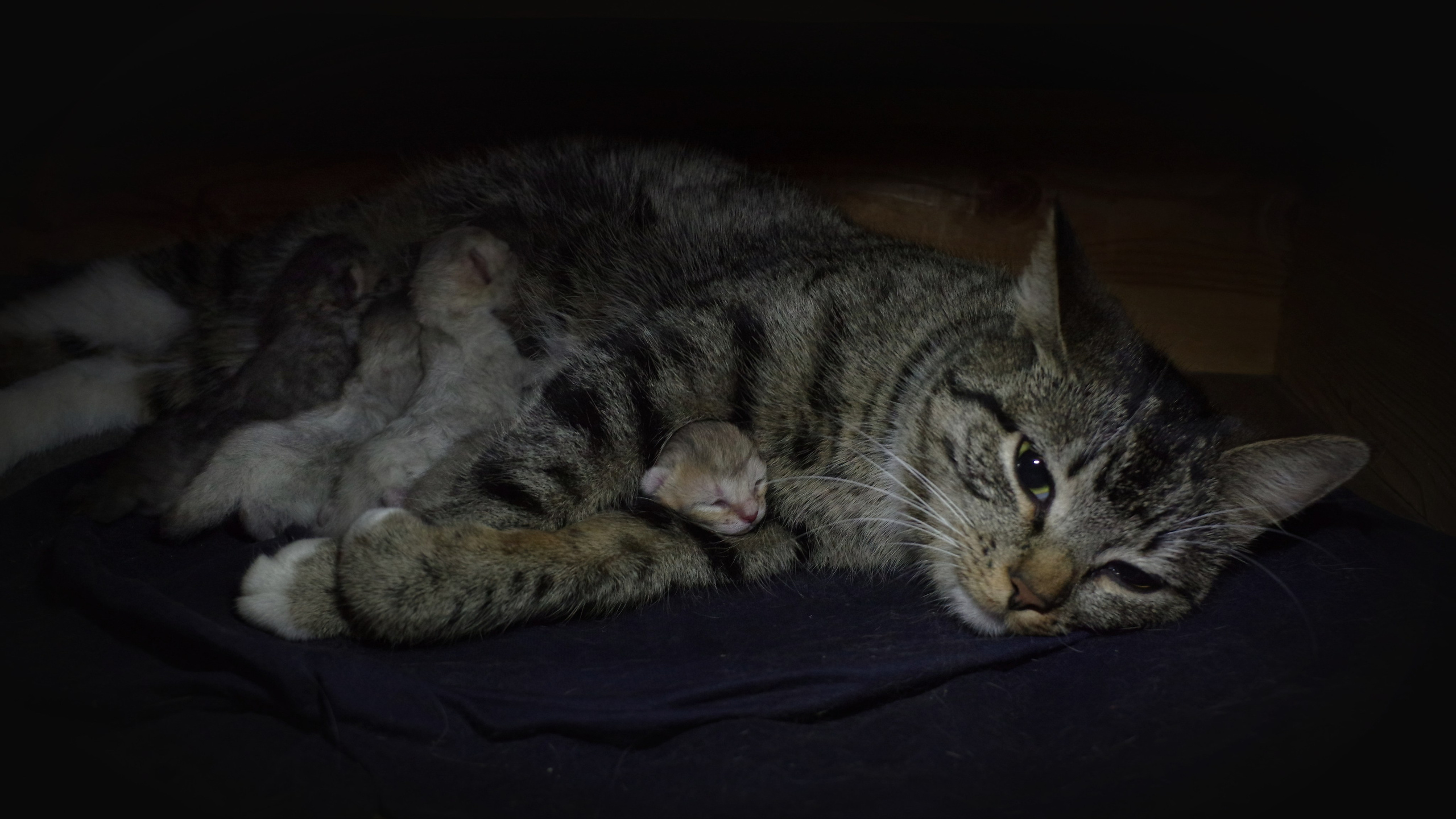 Котятам 1 день. Вадим Шейдин